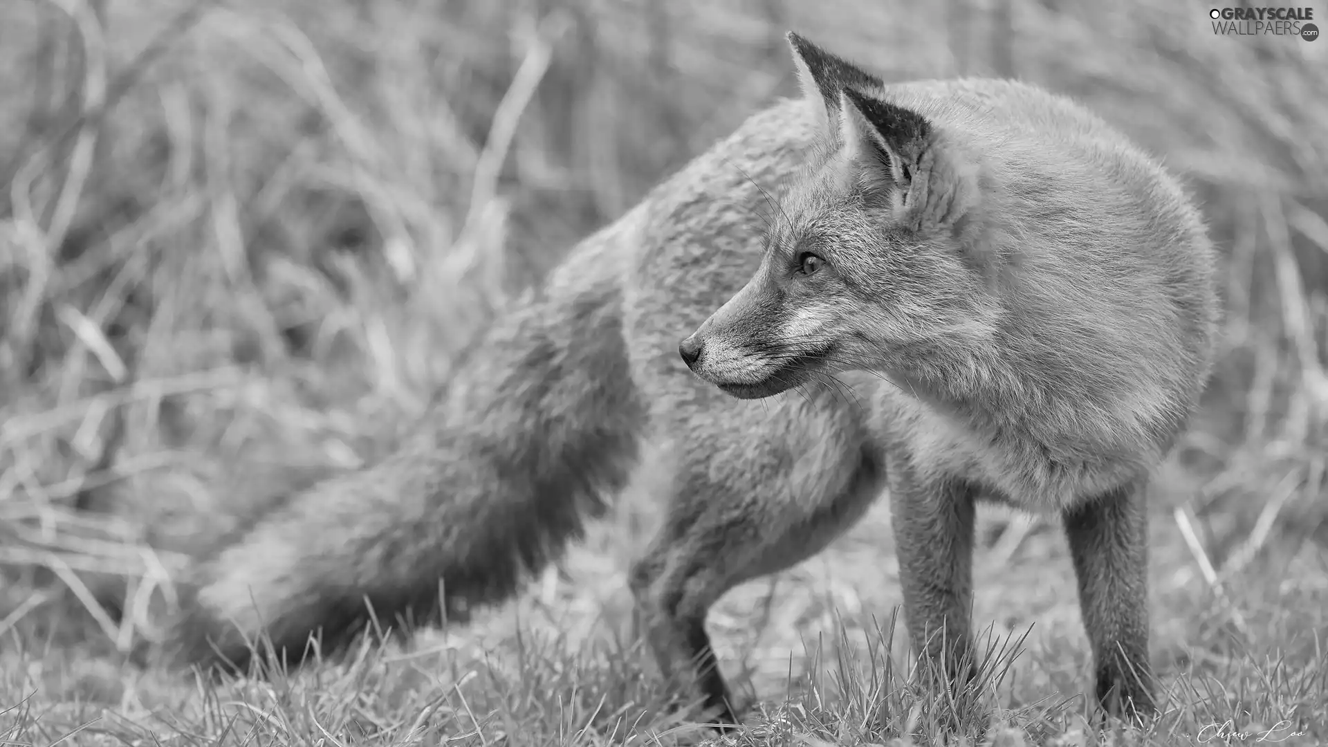 ginger, grass, rapprochement, Fox