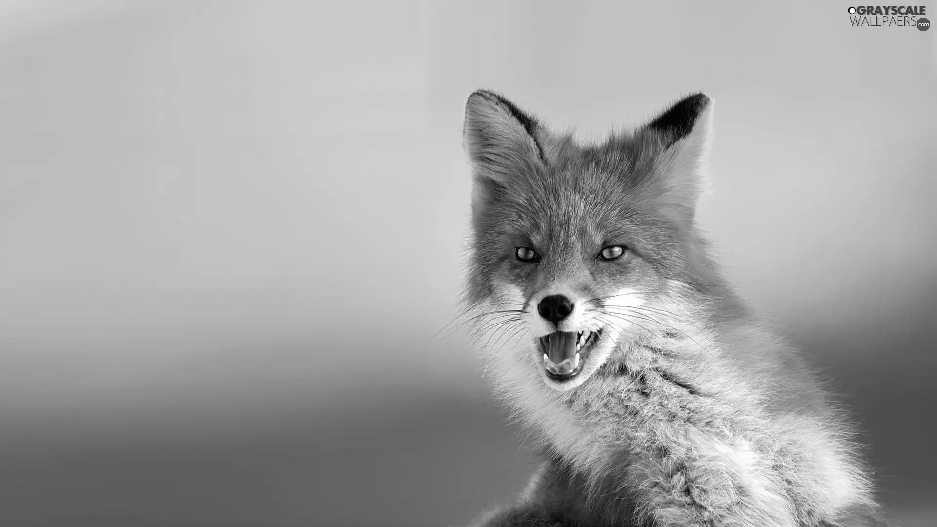 fox, young, ginger