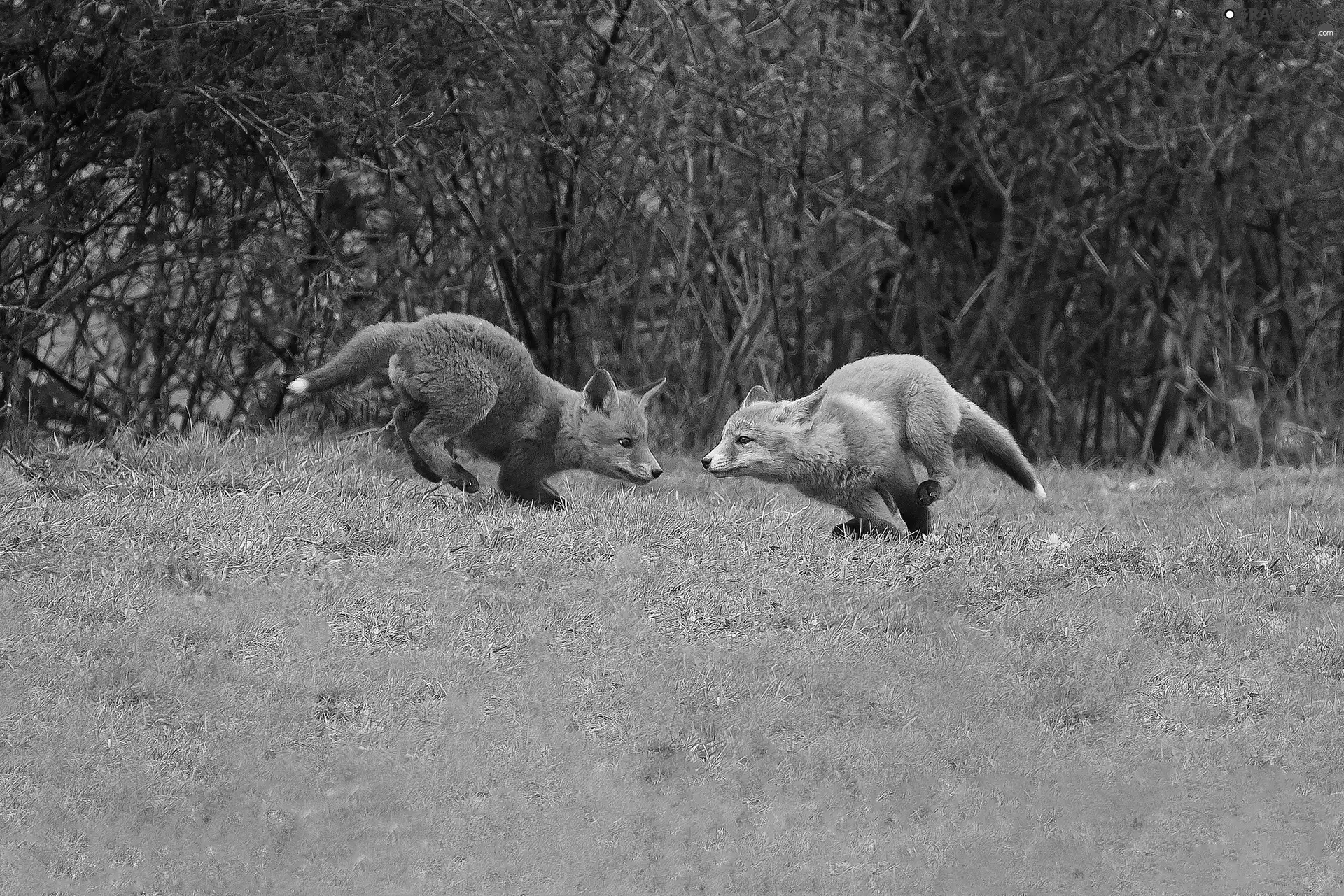 Meadow, little doggies, fox