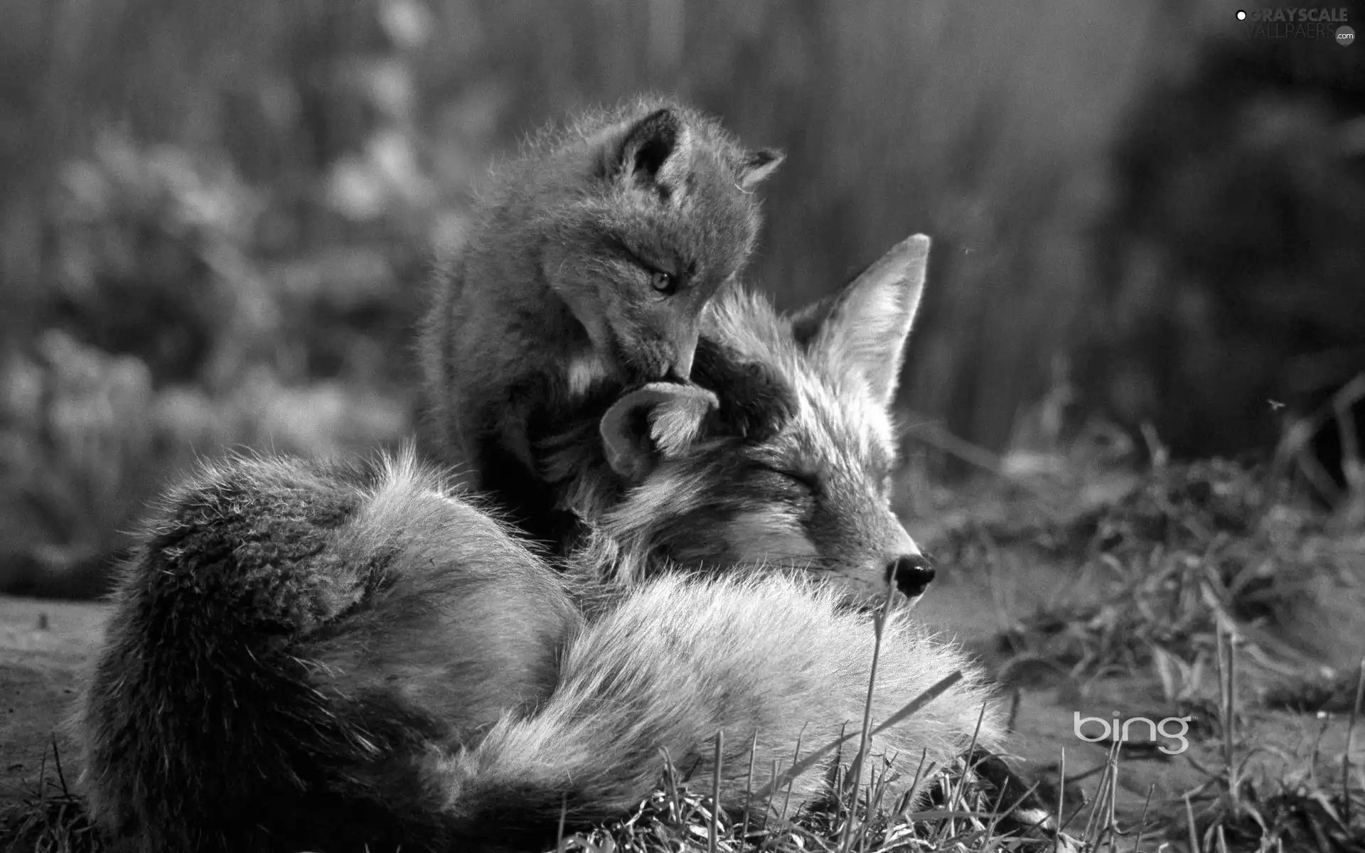 mother, small, fox, Fox