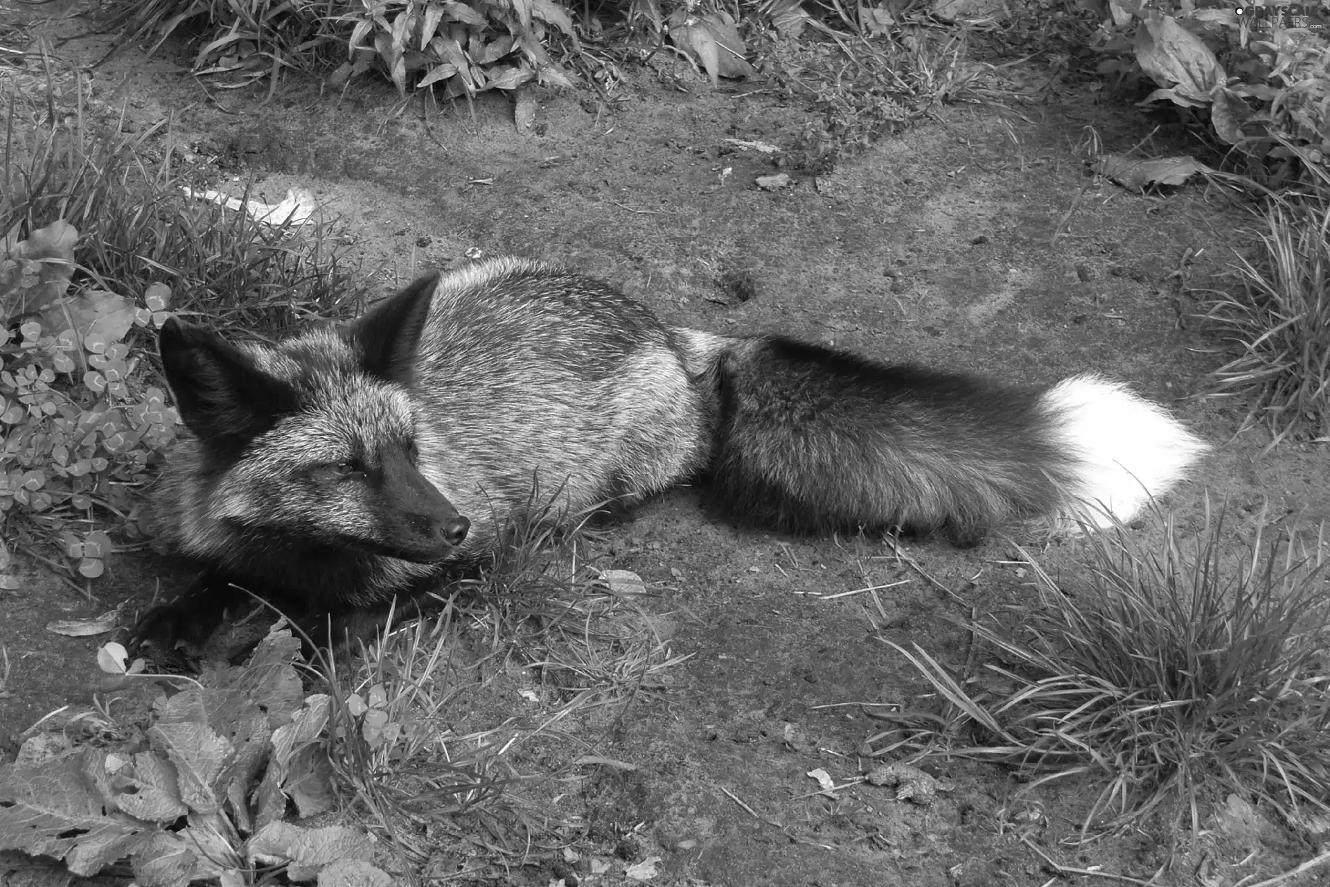 silver, fox