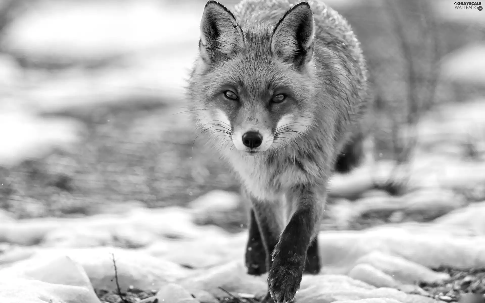 Fox, creeping, themselves