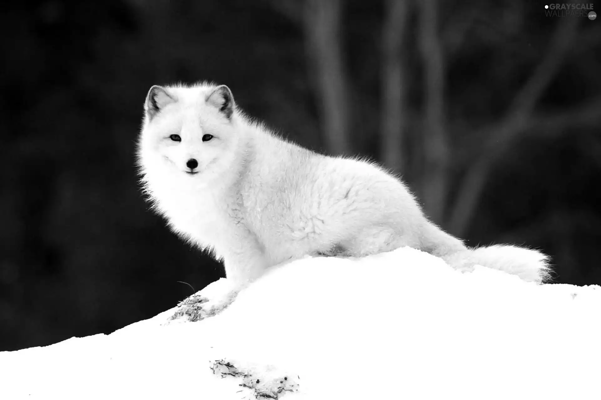 White, fox