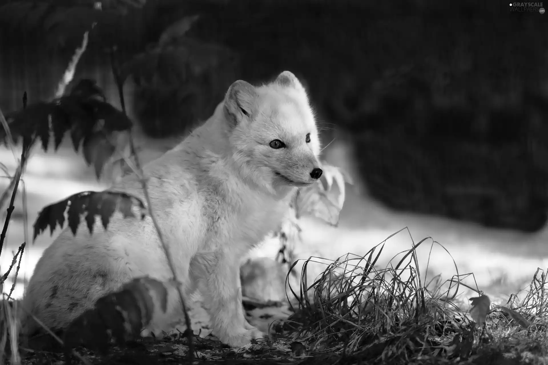 White, fox