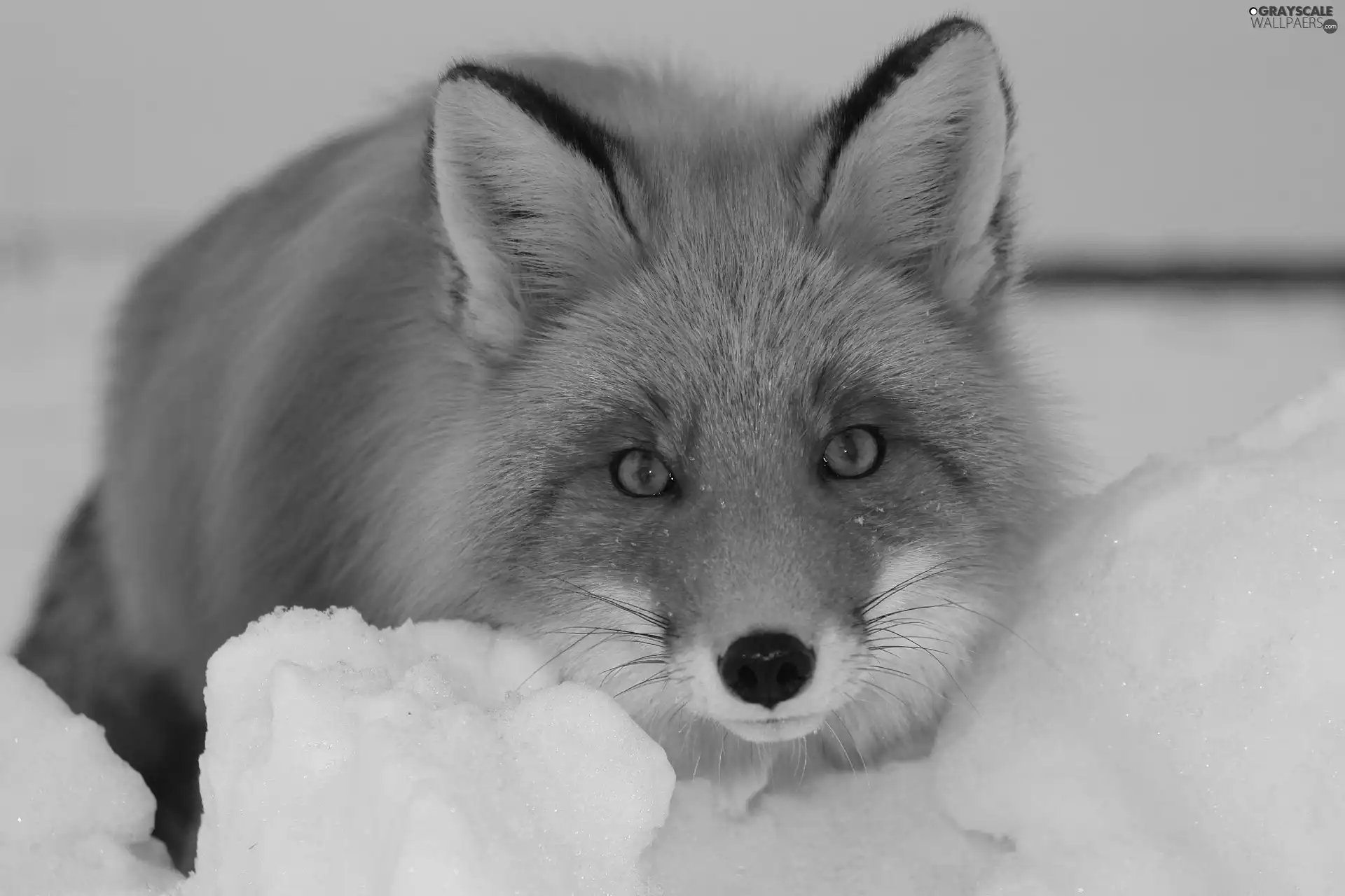 winter, ginger, fox, snow