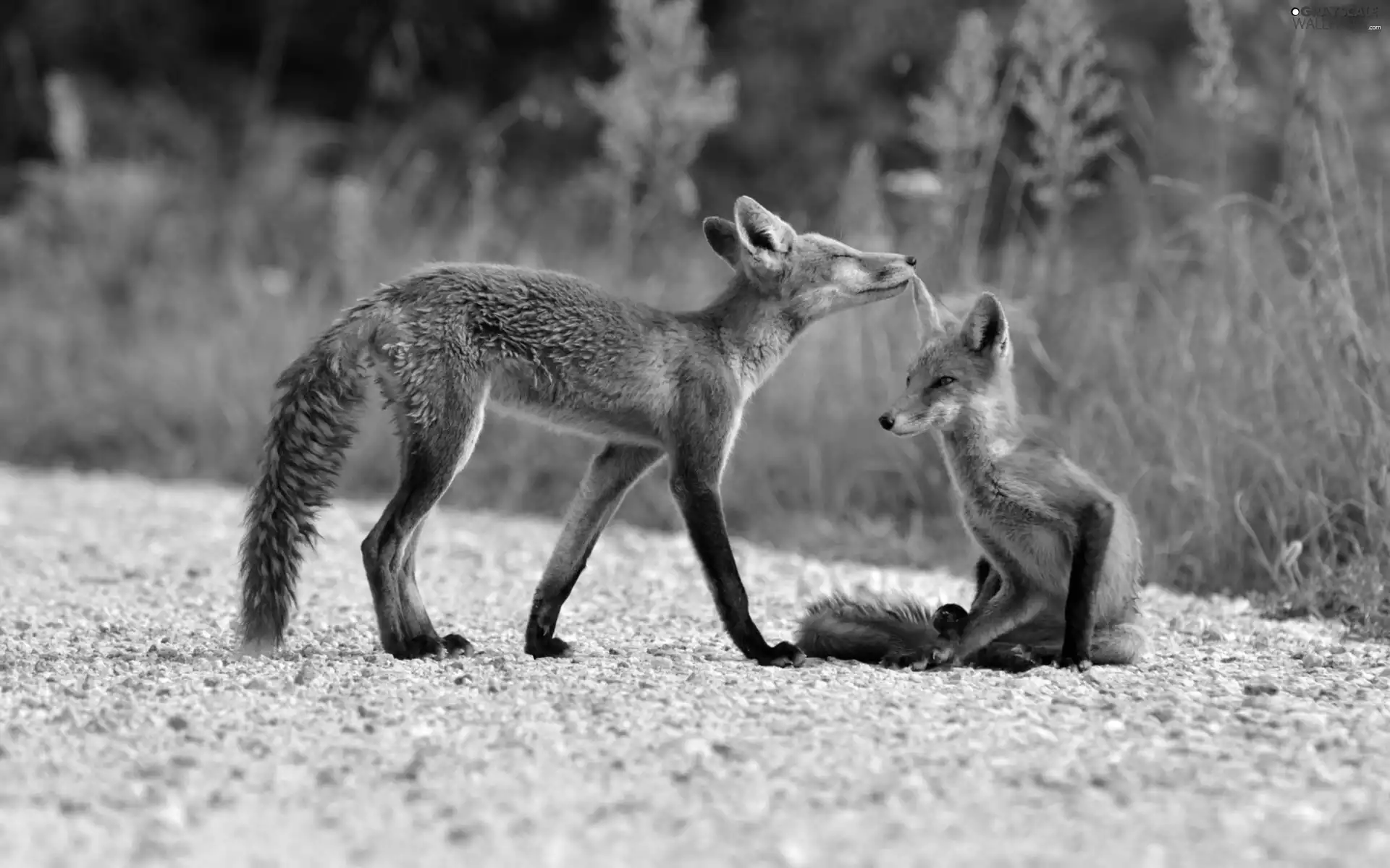 grass, Two cars, foxes