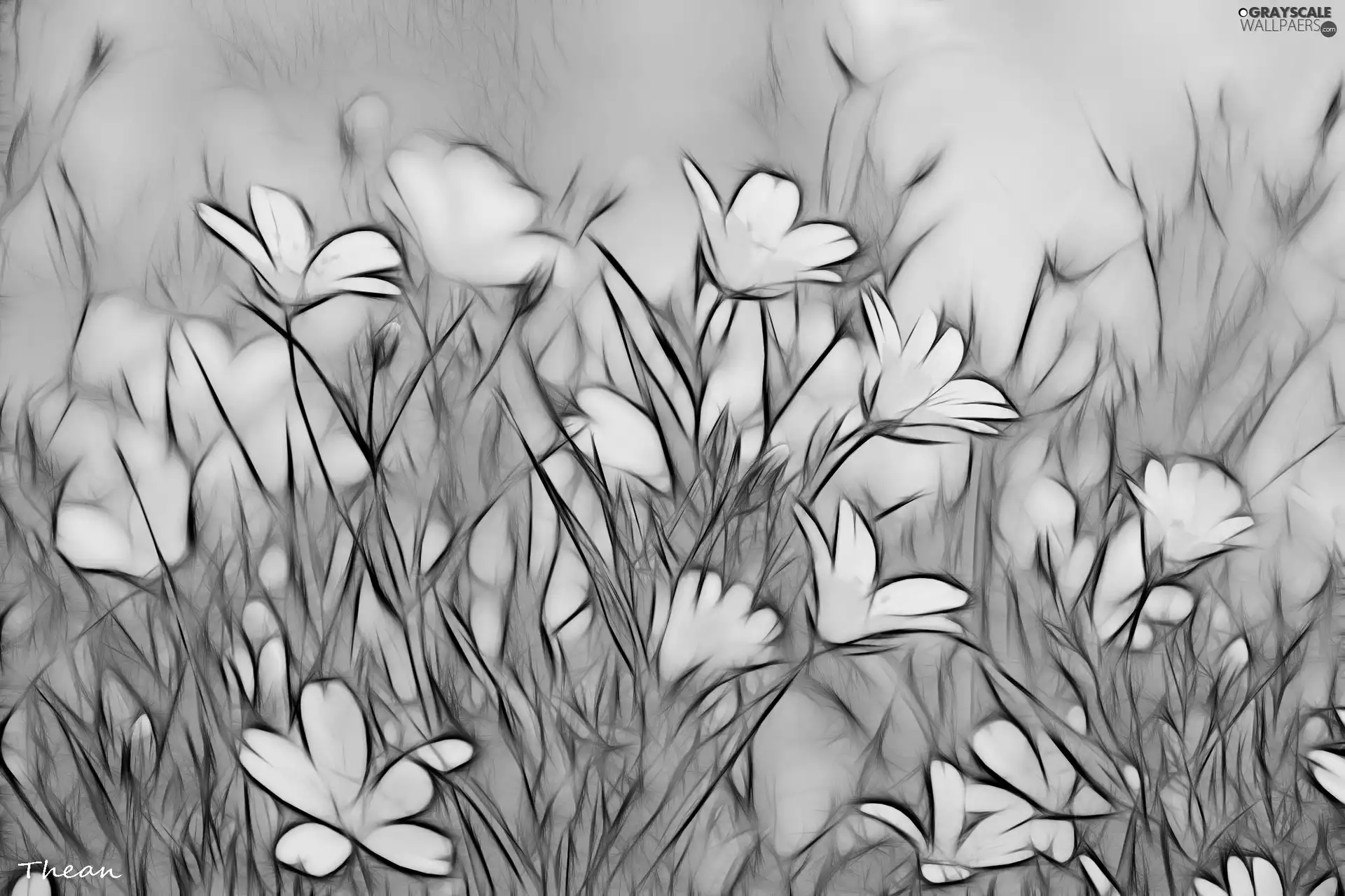 Cerastium, Fractalius