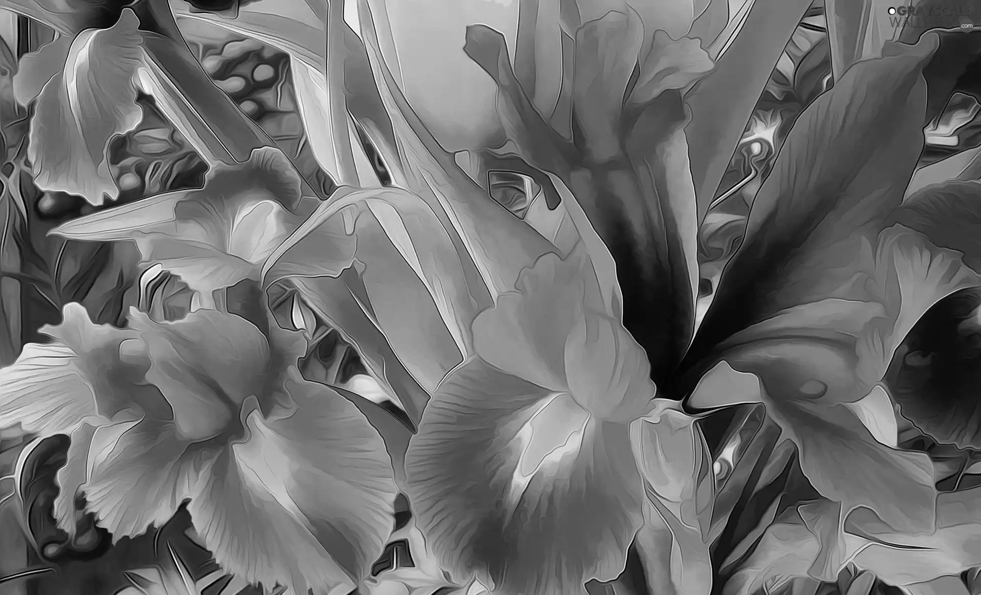Leaf, Fractalius, color, Irises, Flowers