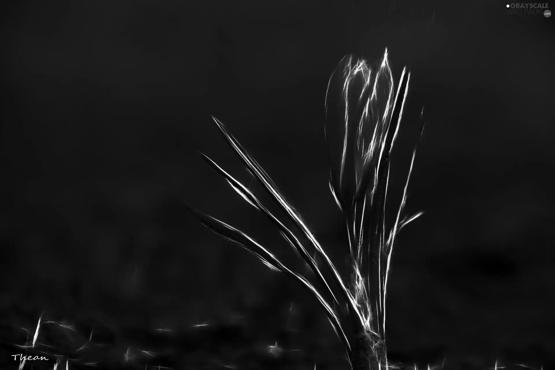 crocus, Fractalius