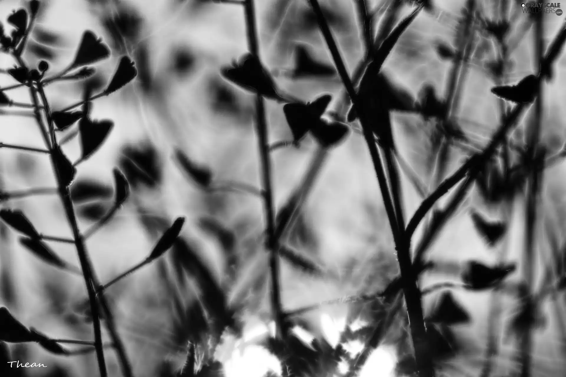 Fractalius, Plants, evening