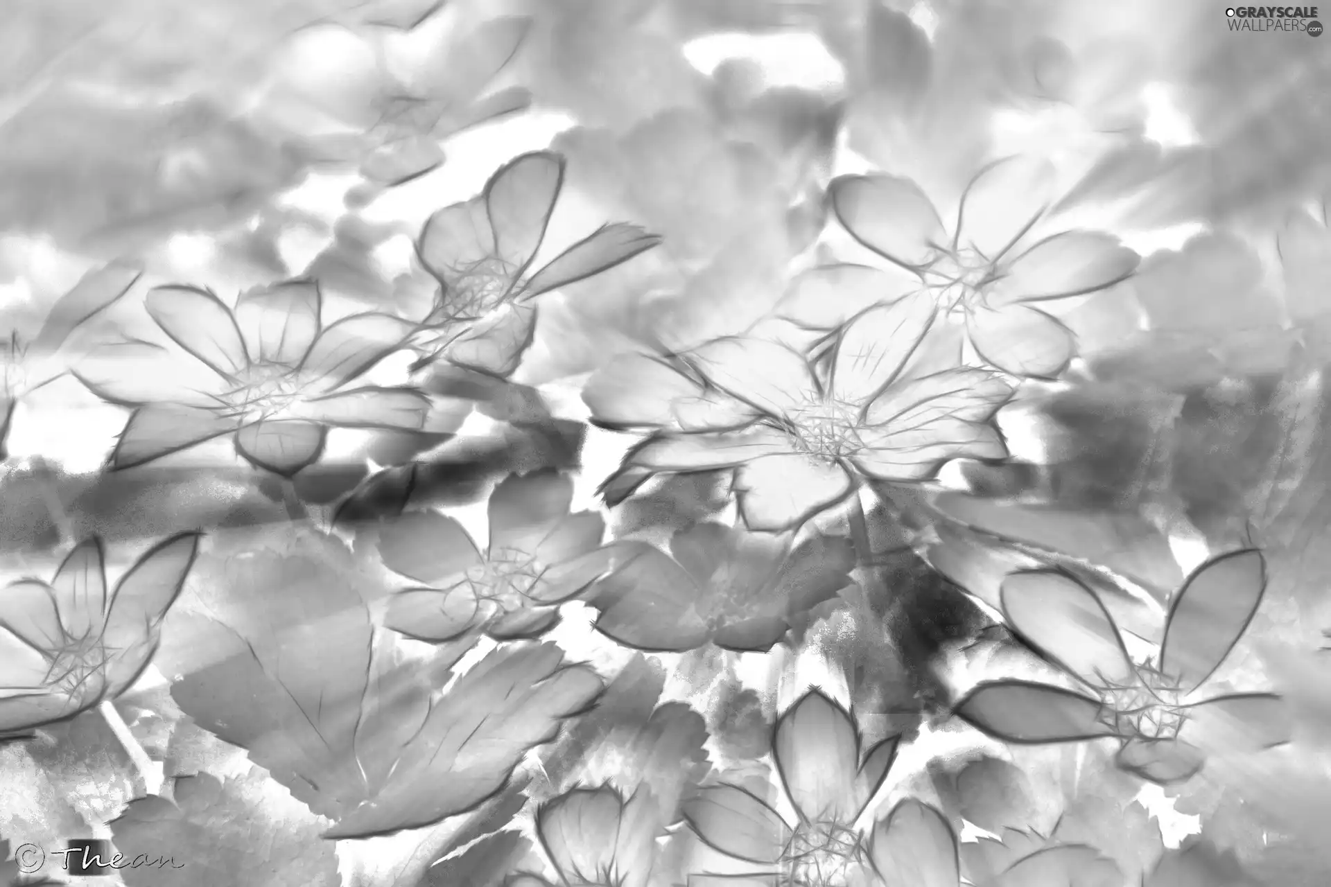 Flowers, Fractalius