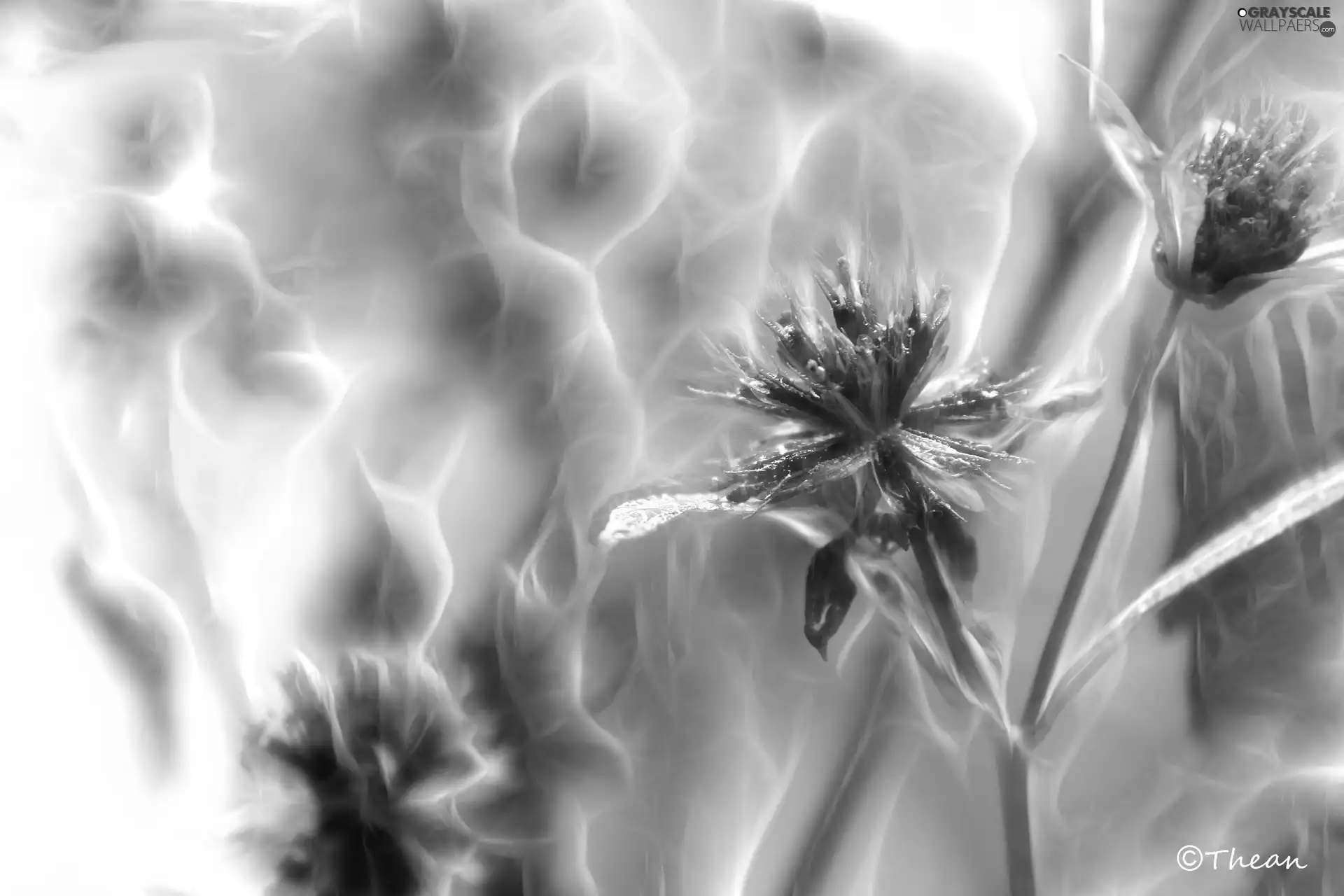 Flowers, Fractalius
