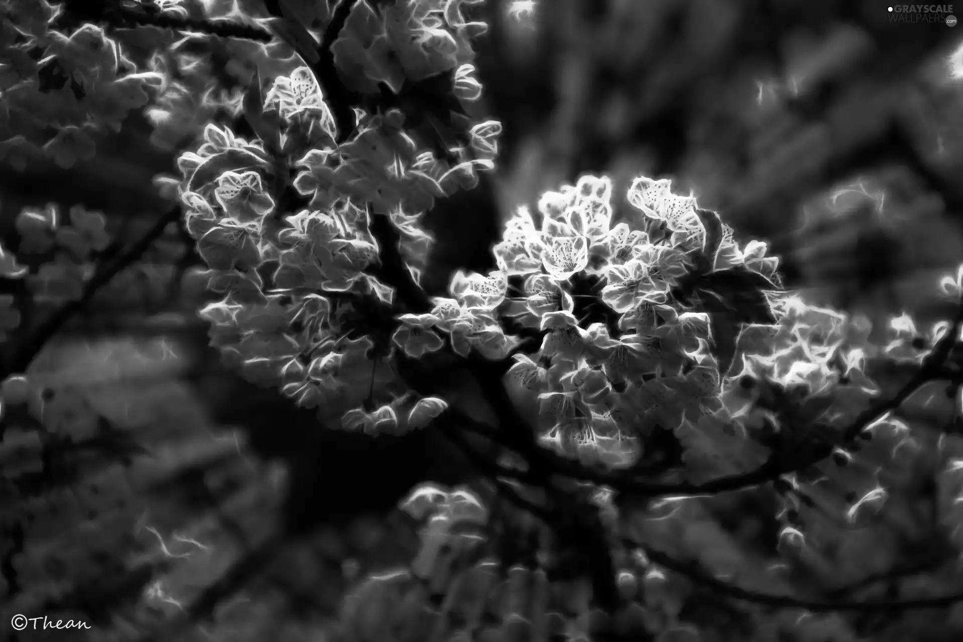 Flowers, fruit, Fractalius, trees