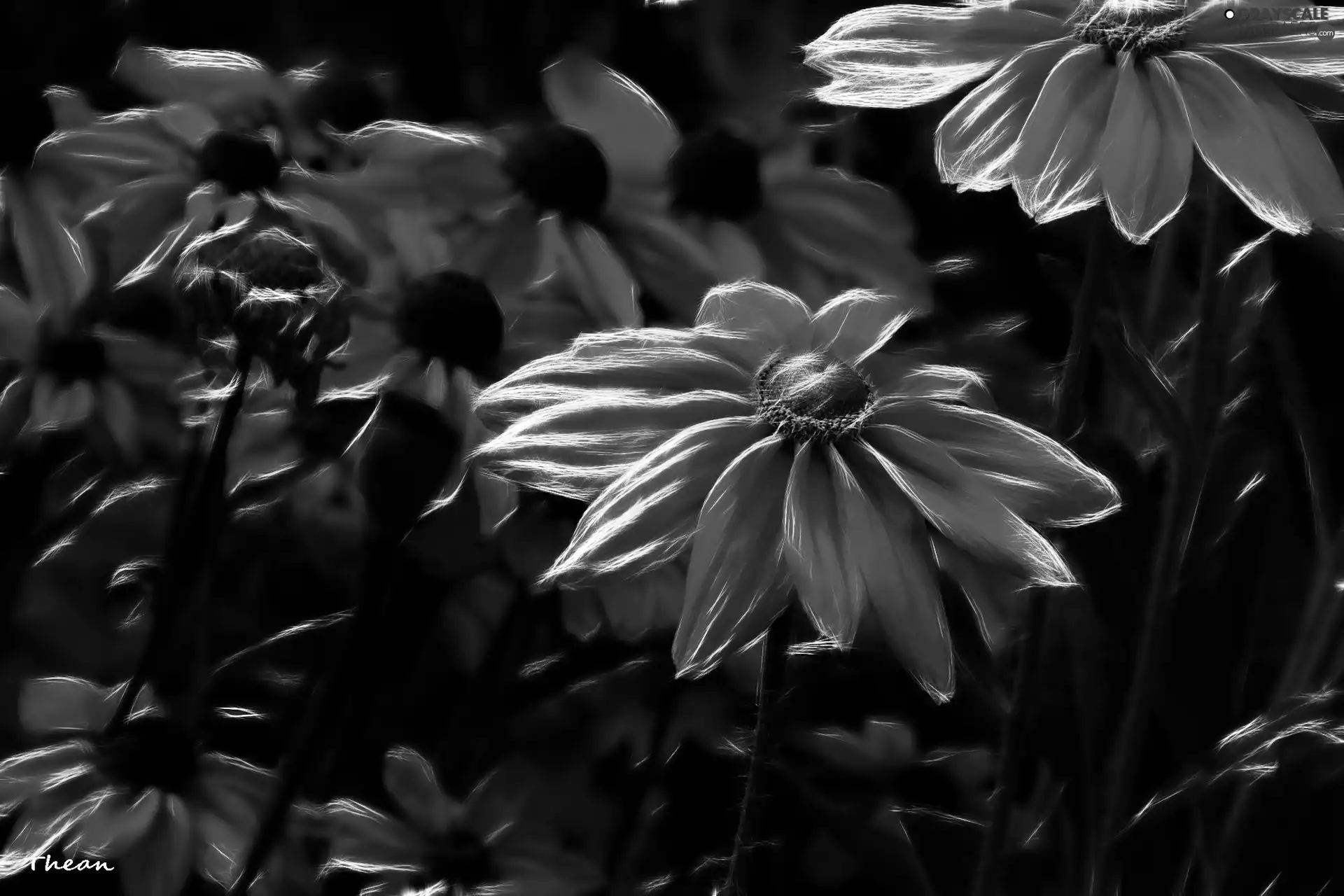 Fractalius, Yellow, Flowers