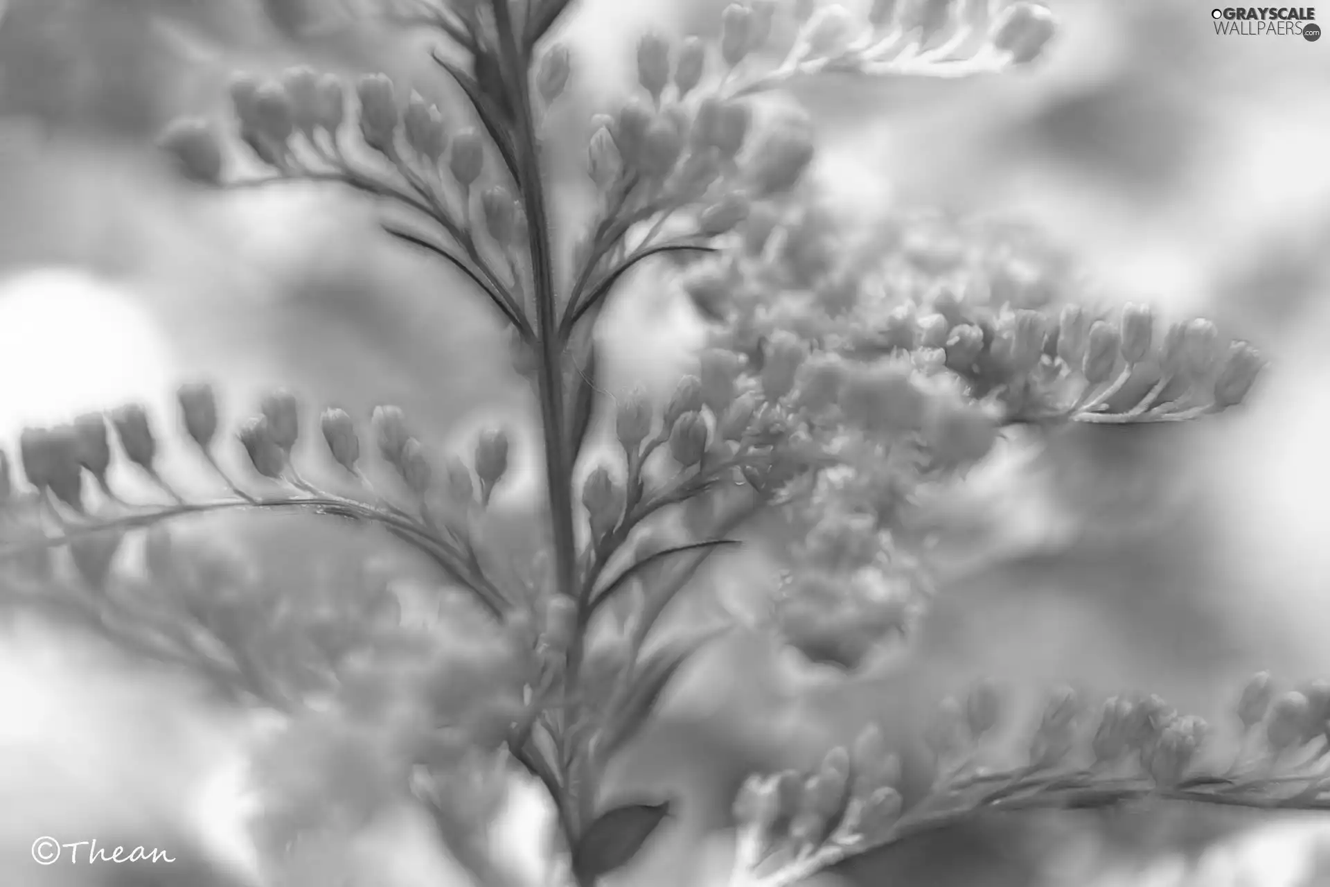 Fractalius, Yellow, Flowers