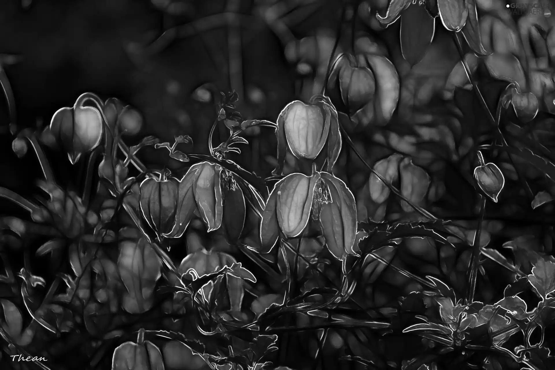 Flowers, Fractalius