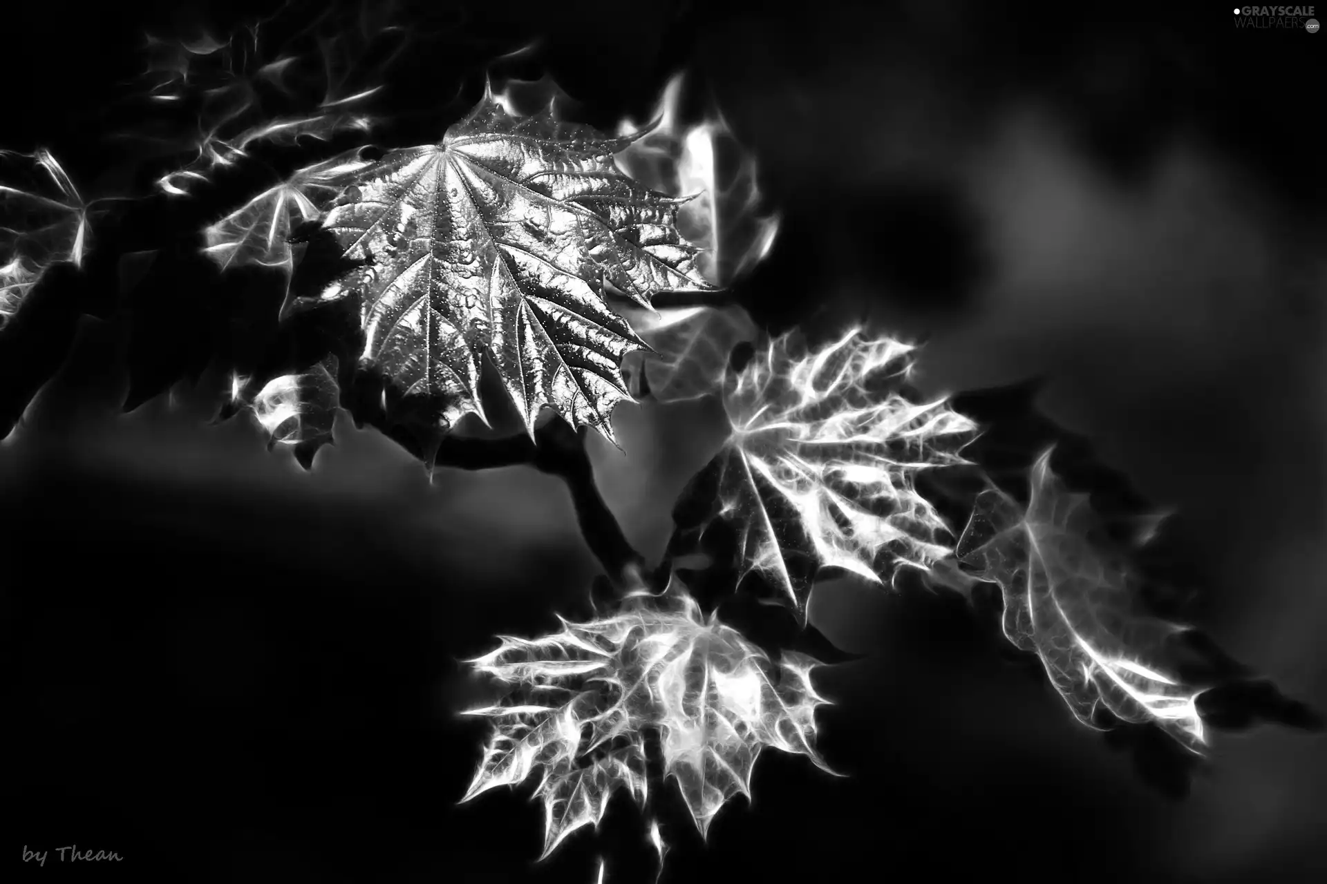 Leaf, Fractalius