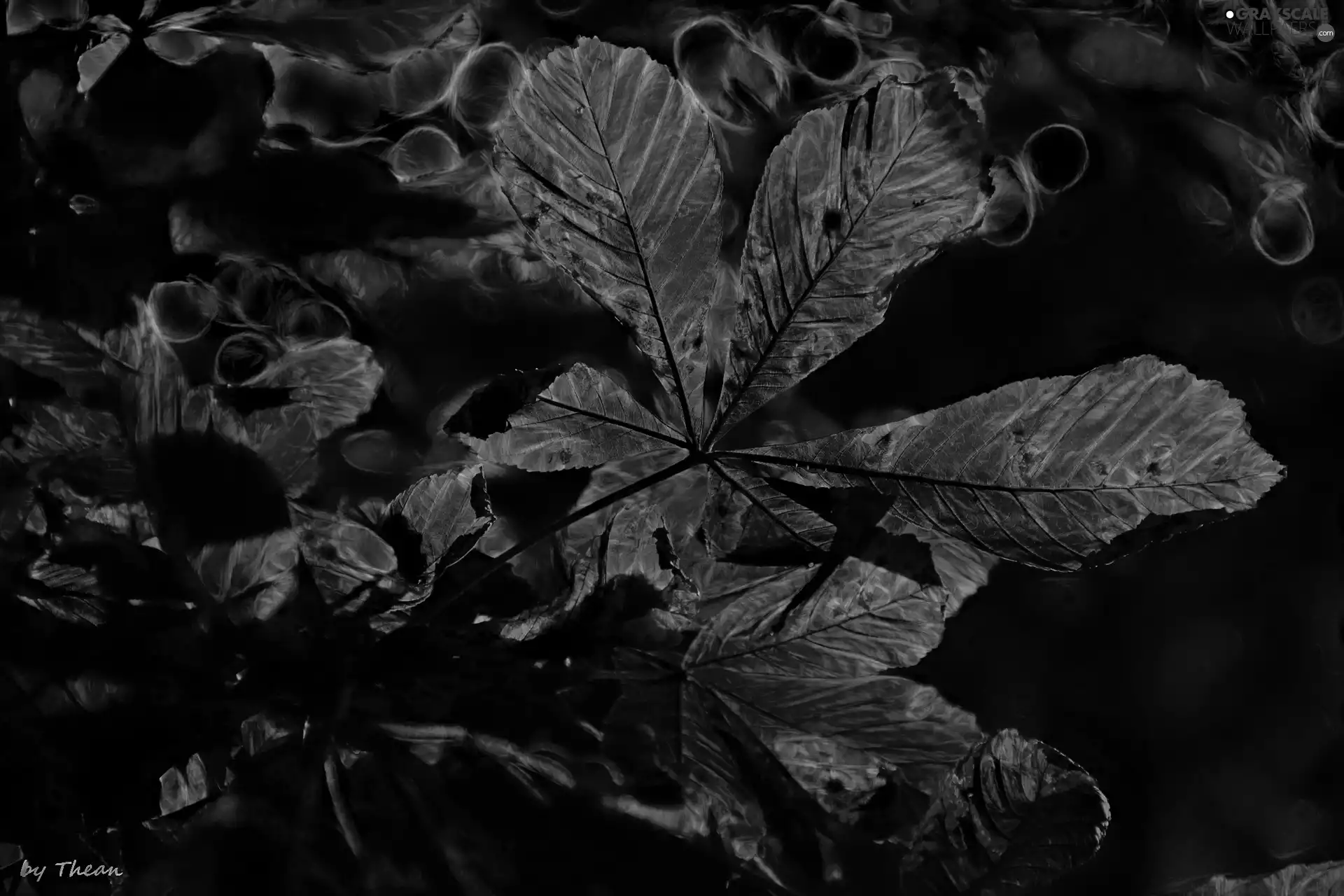 Fractalius, Red, Leaf