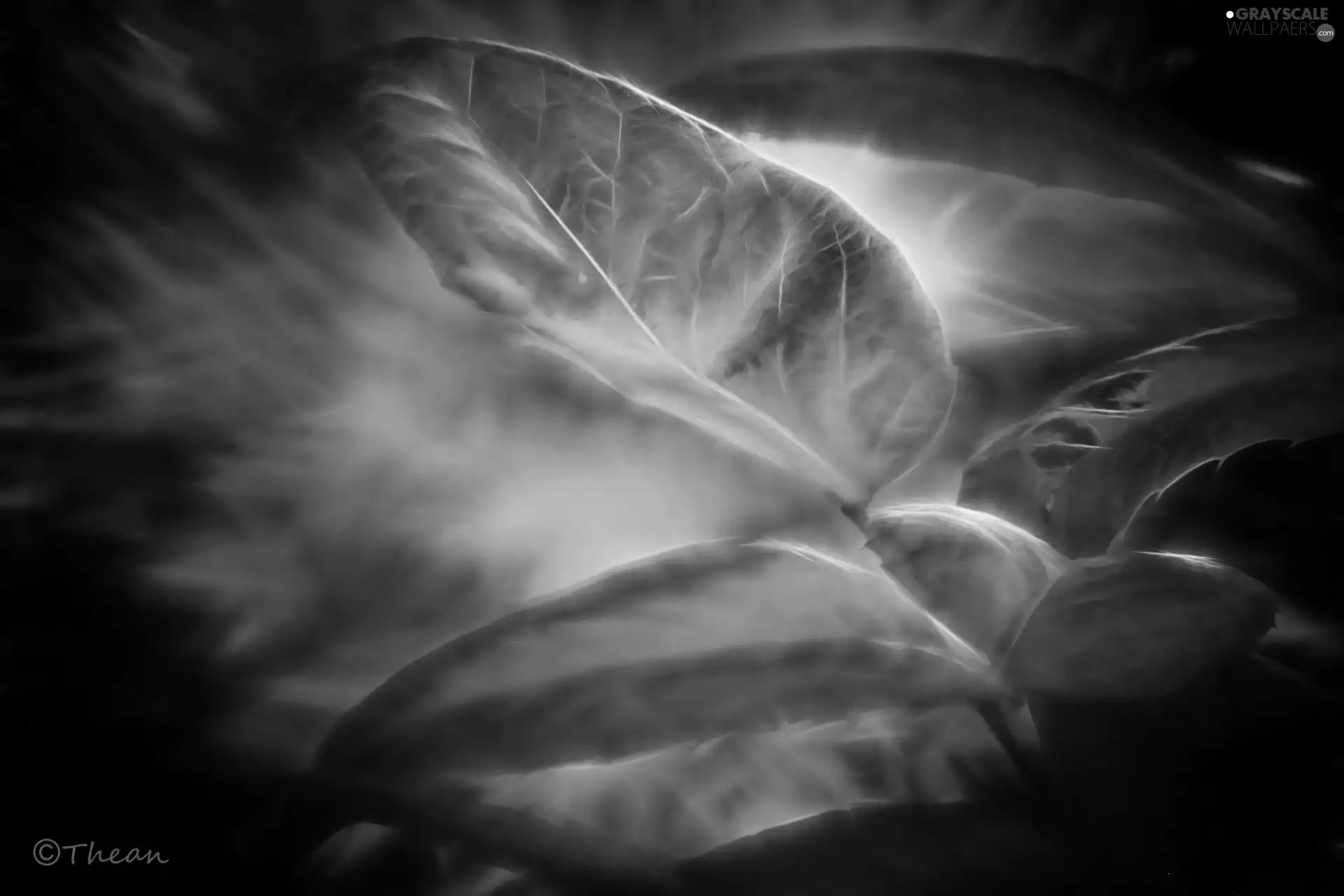 Leaf, Fractalius