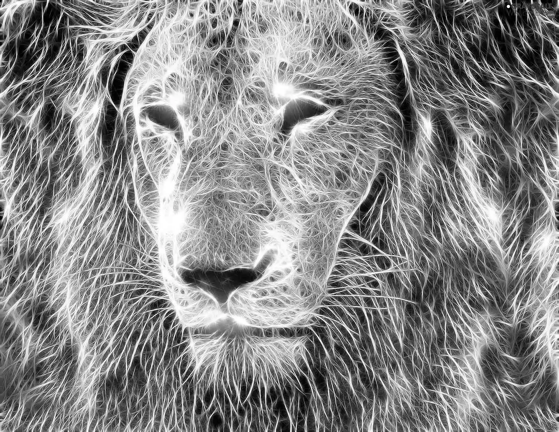 Lion, Fractalius