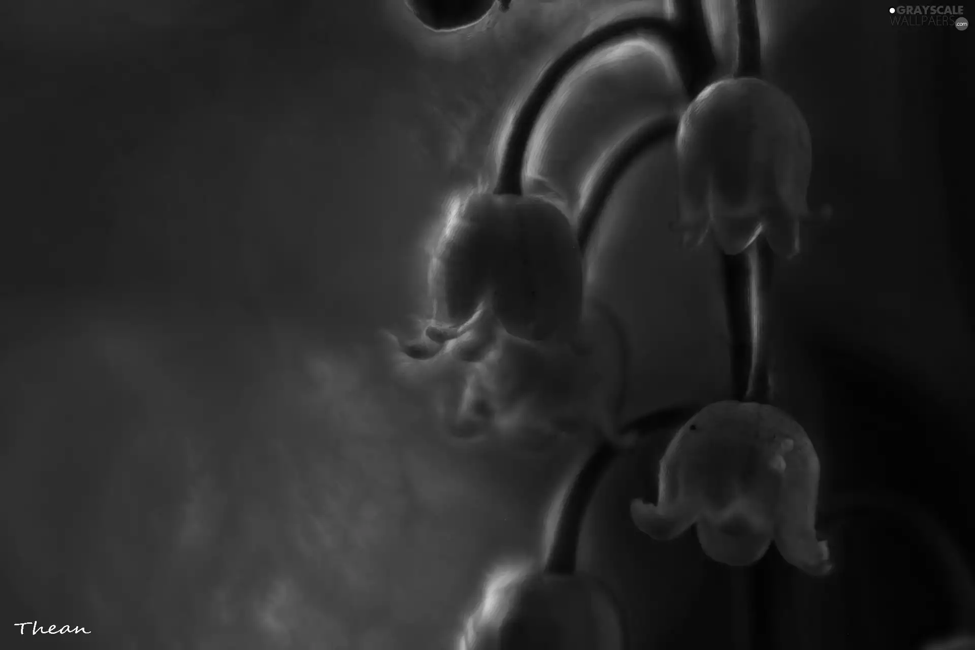 lily of the Valley, Fractalius