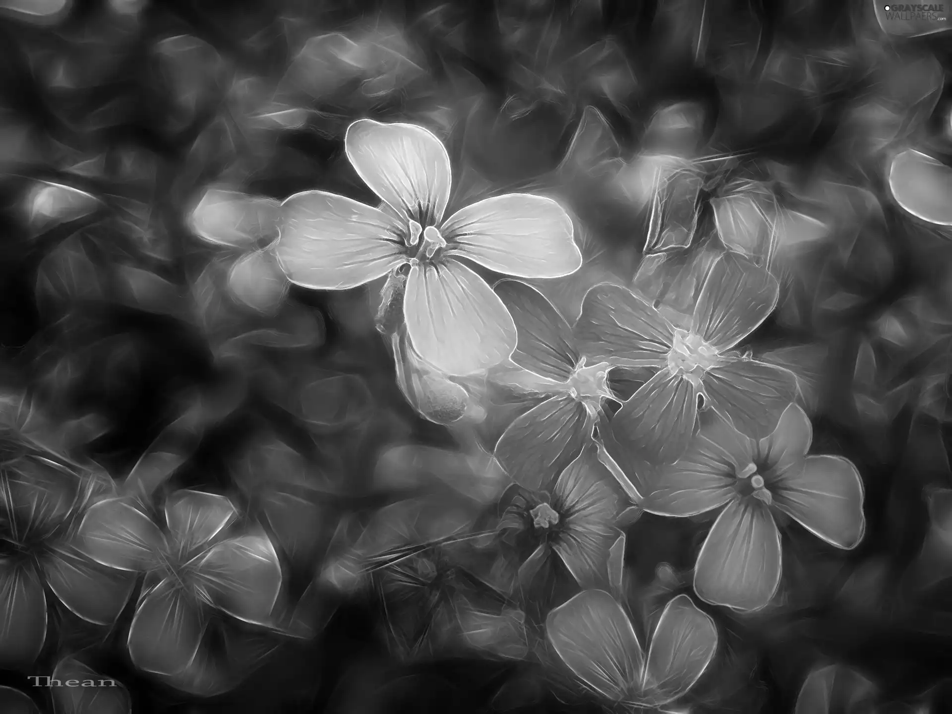 Fractalius, Flowers, Wildflowers