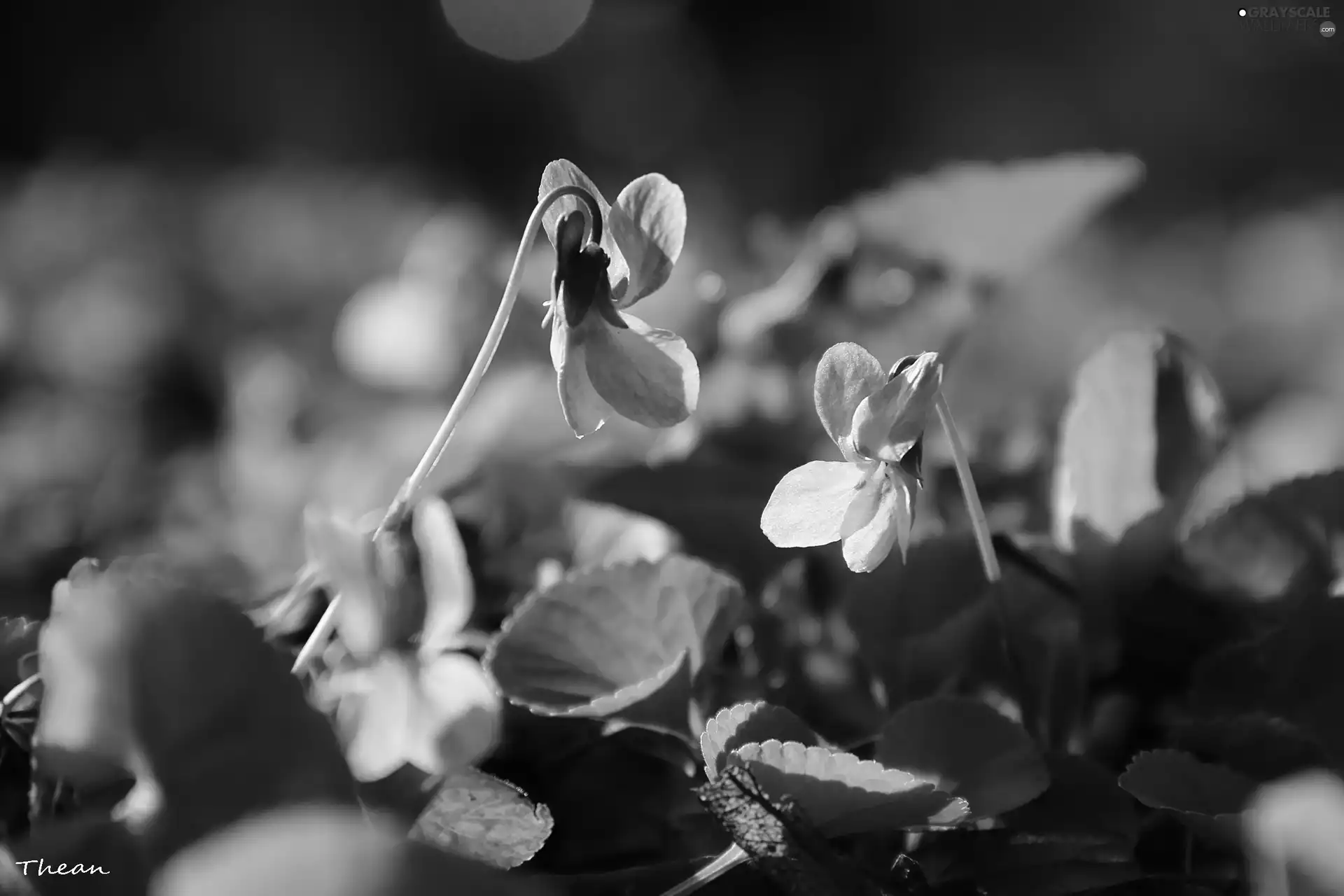 fragrant violets, Flowers