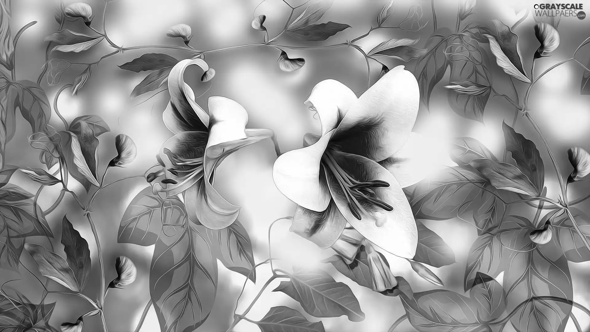 Flowers, Fragrant Peas, graphics, lilies
