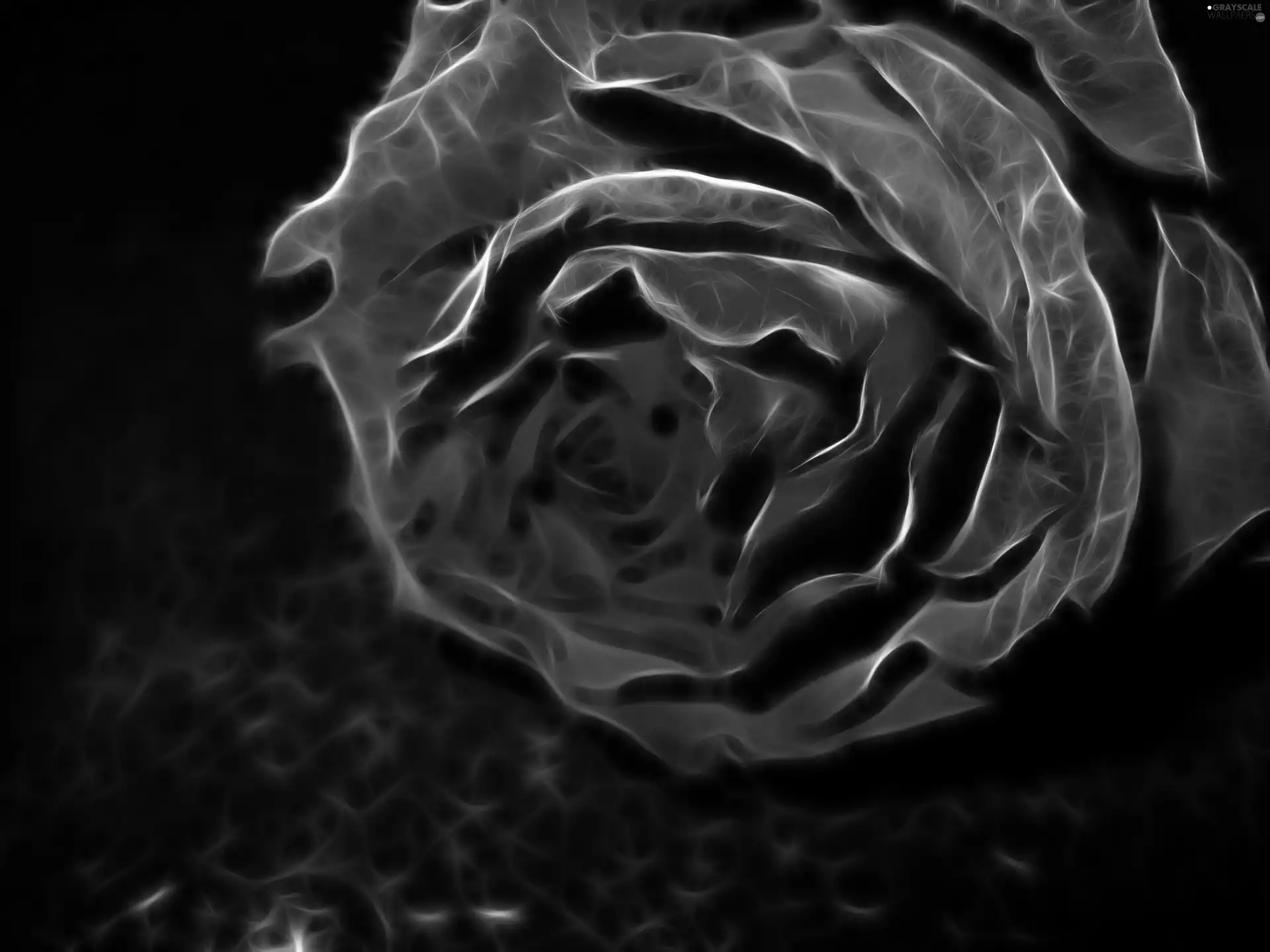 rose, Fraktal