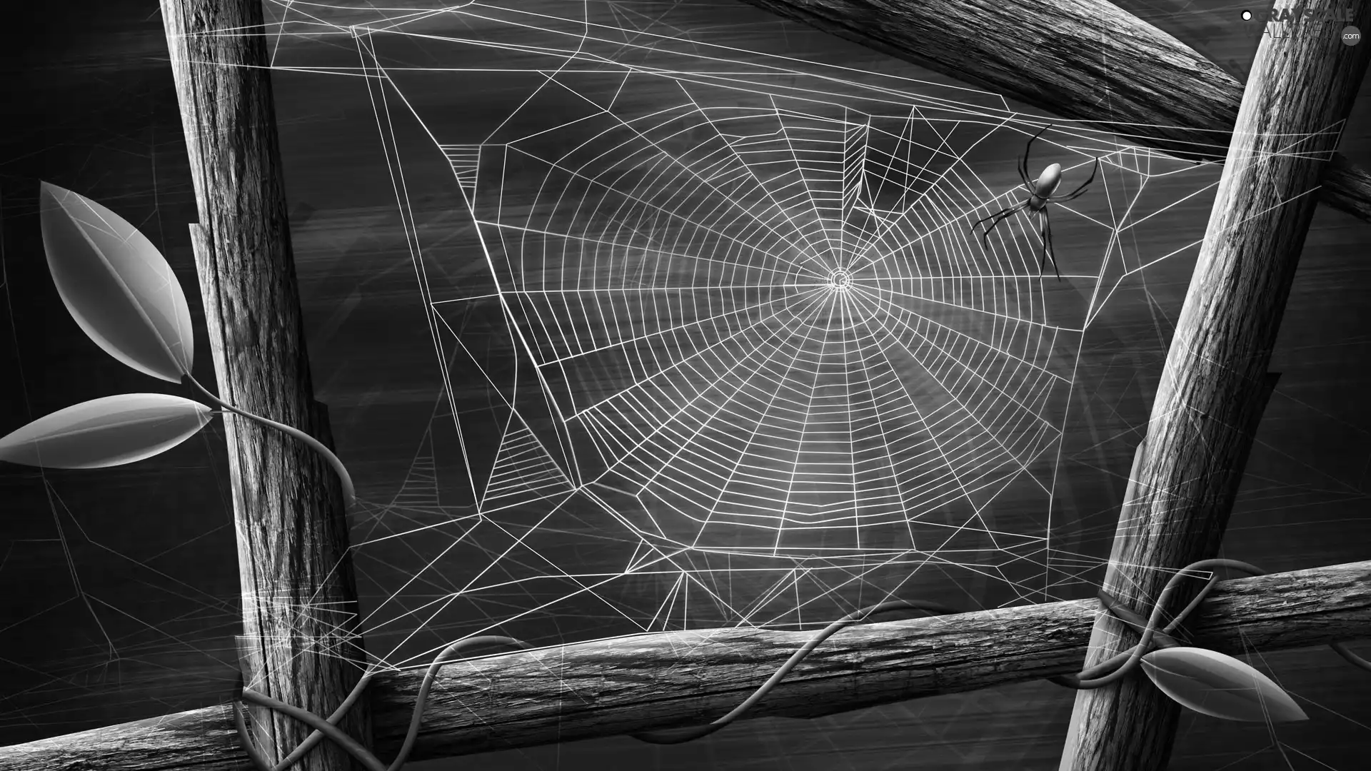 frame, net, Spider