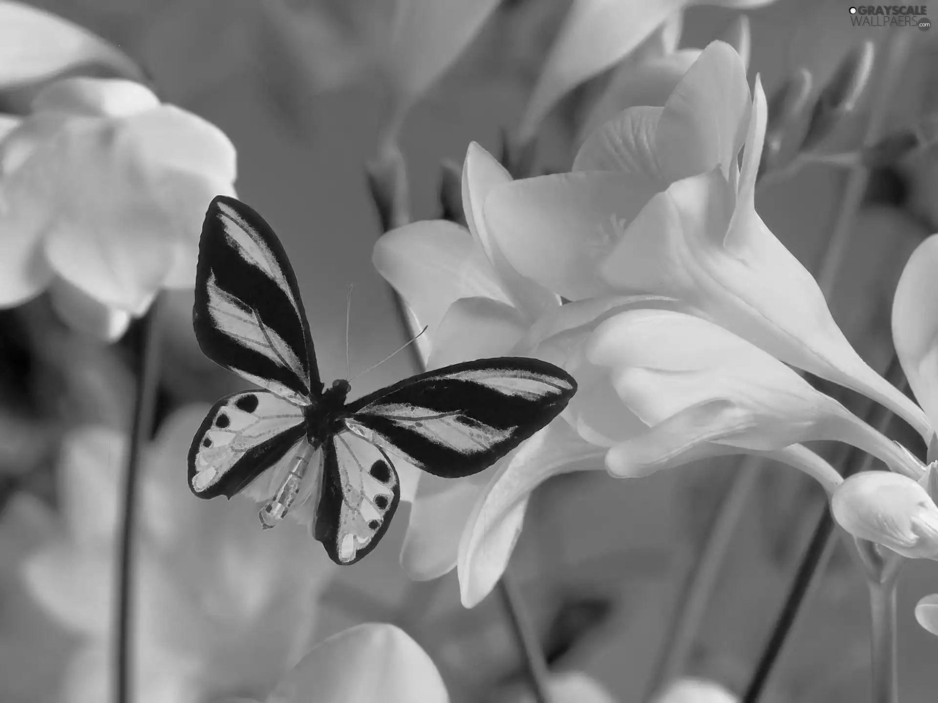 Yellow, Colourfull Flowers, freesia, butterfly