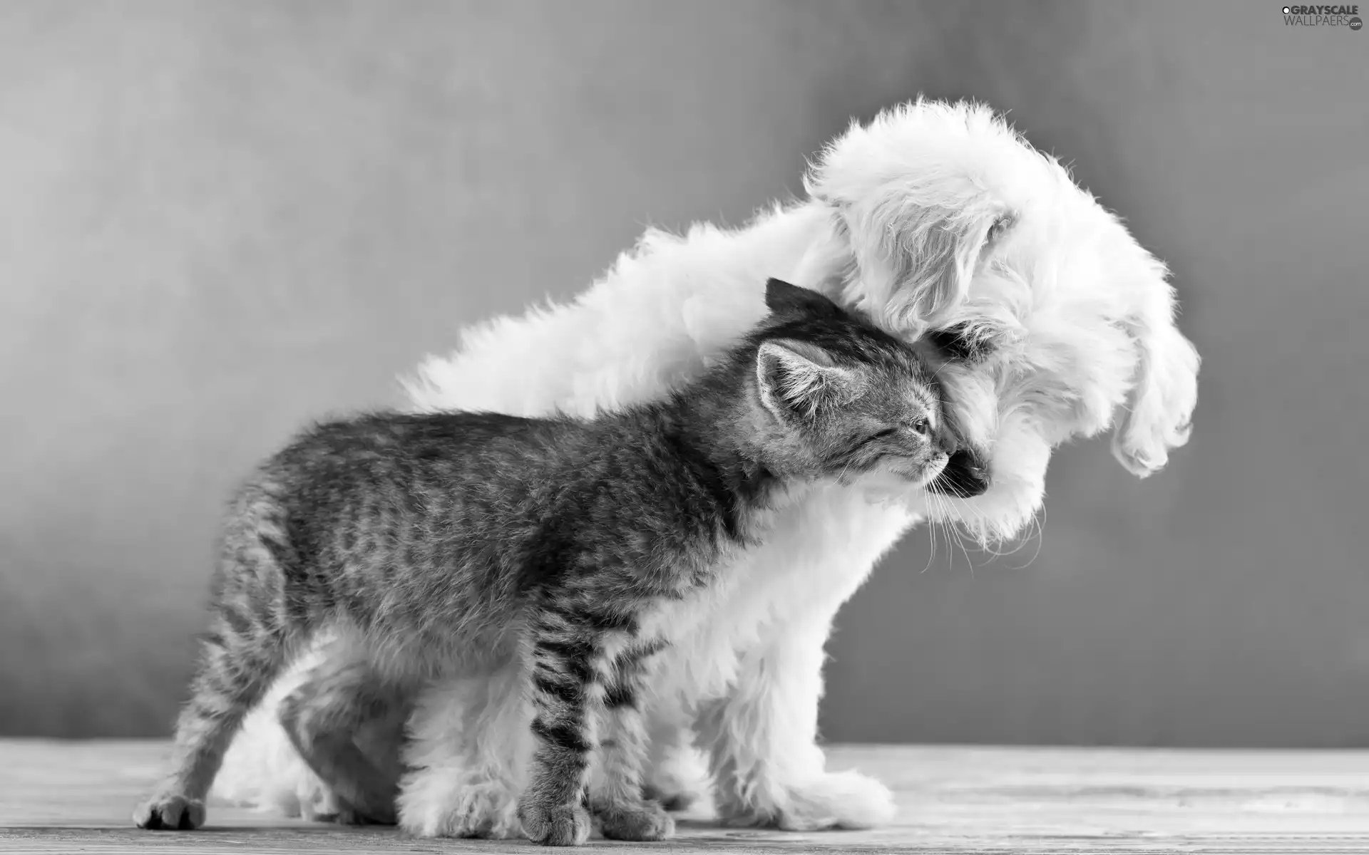 dog, cat, Friends, Puppy