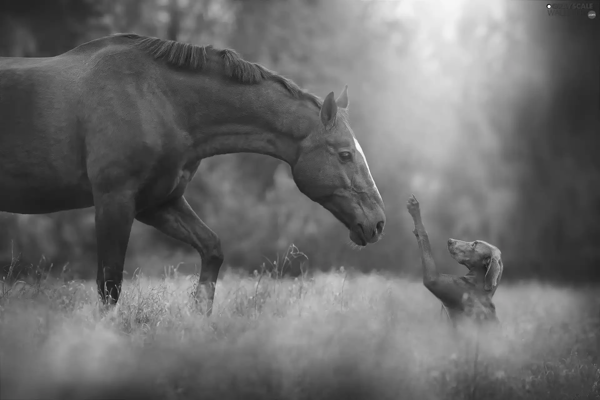 dog, Horse, friends, feet