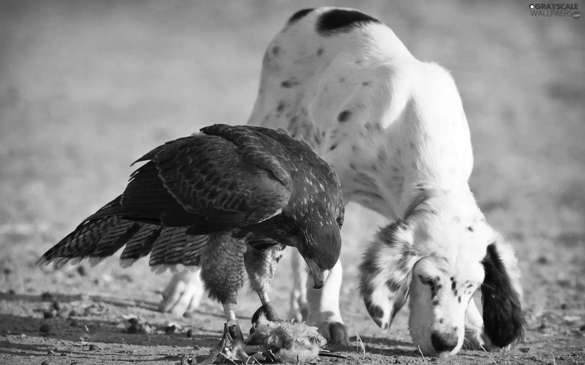 friends, dog, eagle