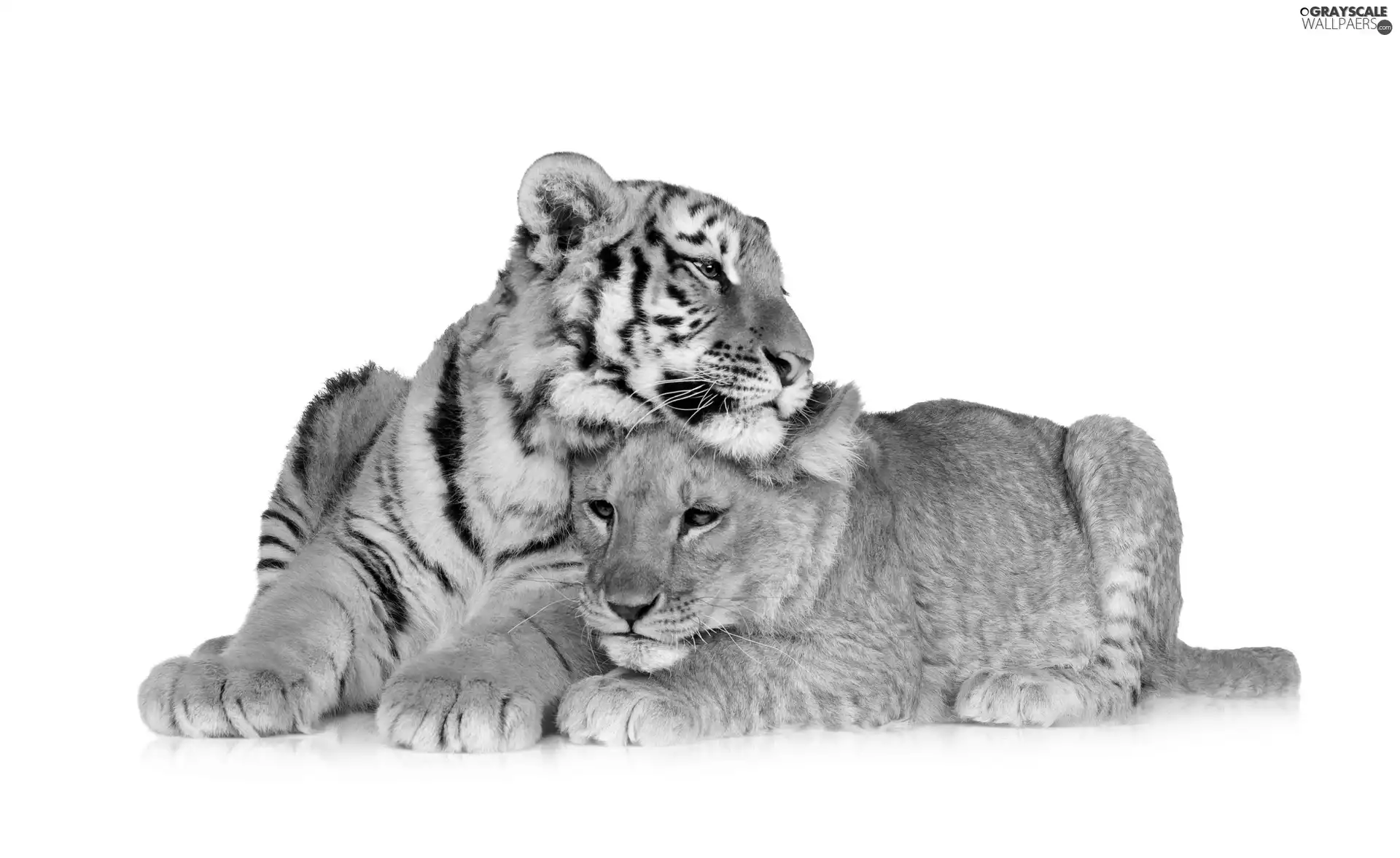 friends, Lioness, tiger