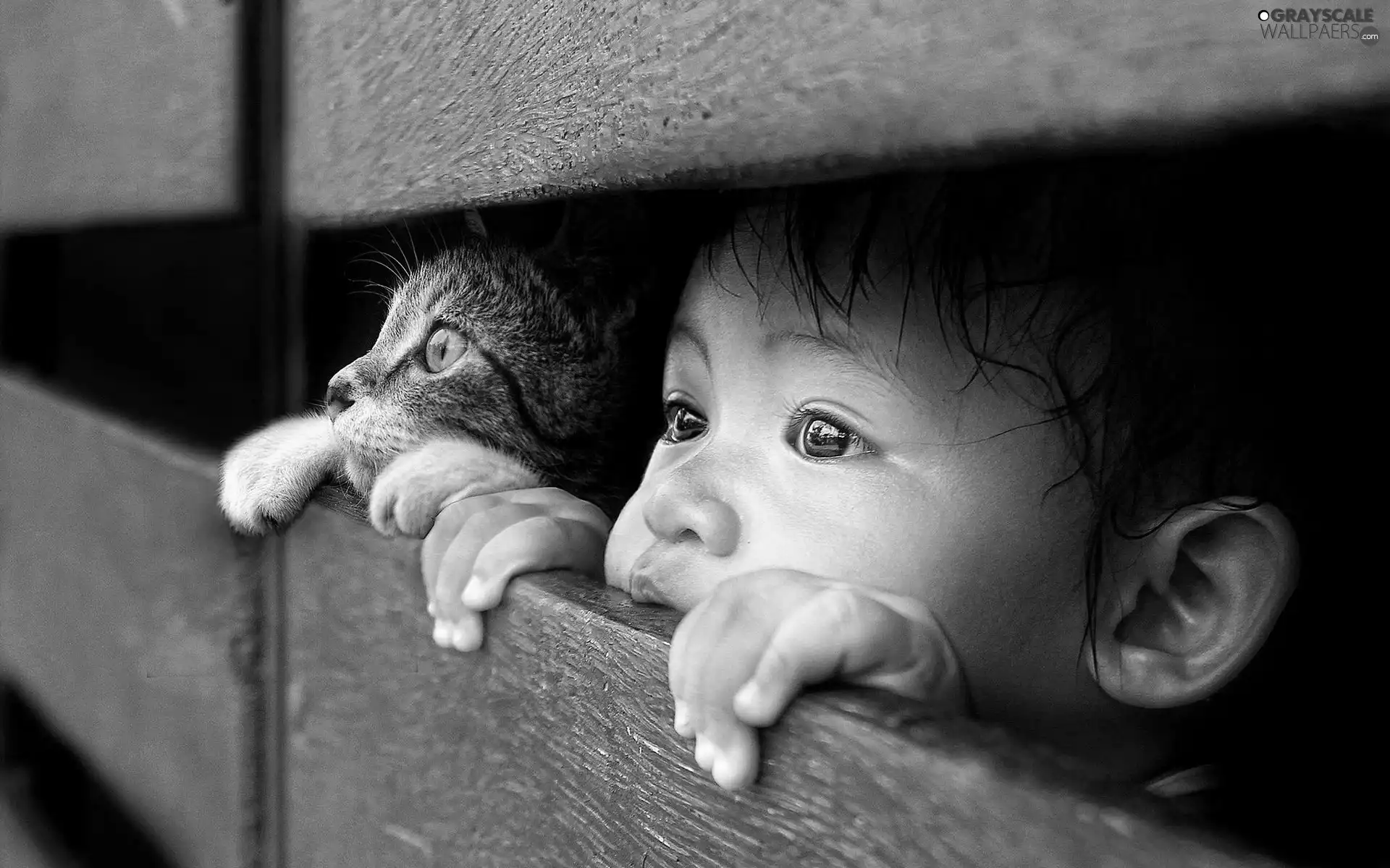 friendship, boy, cat