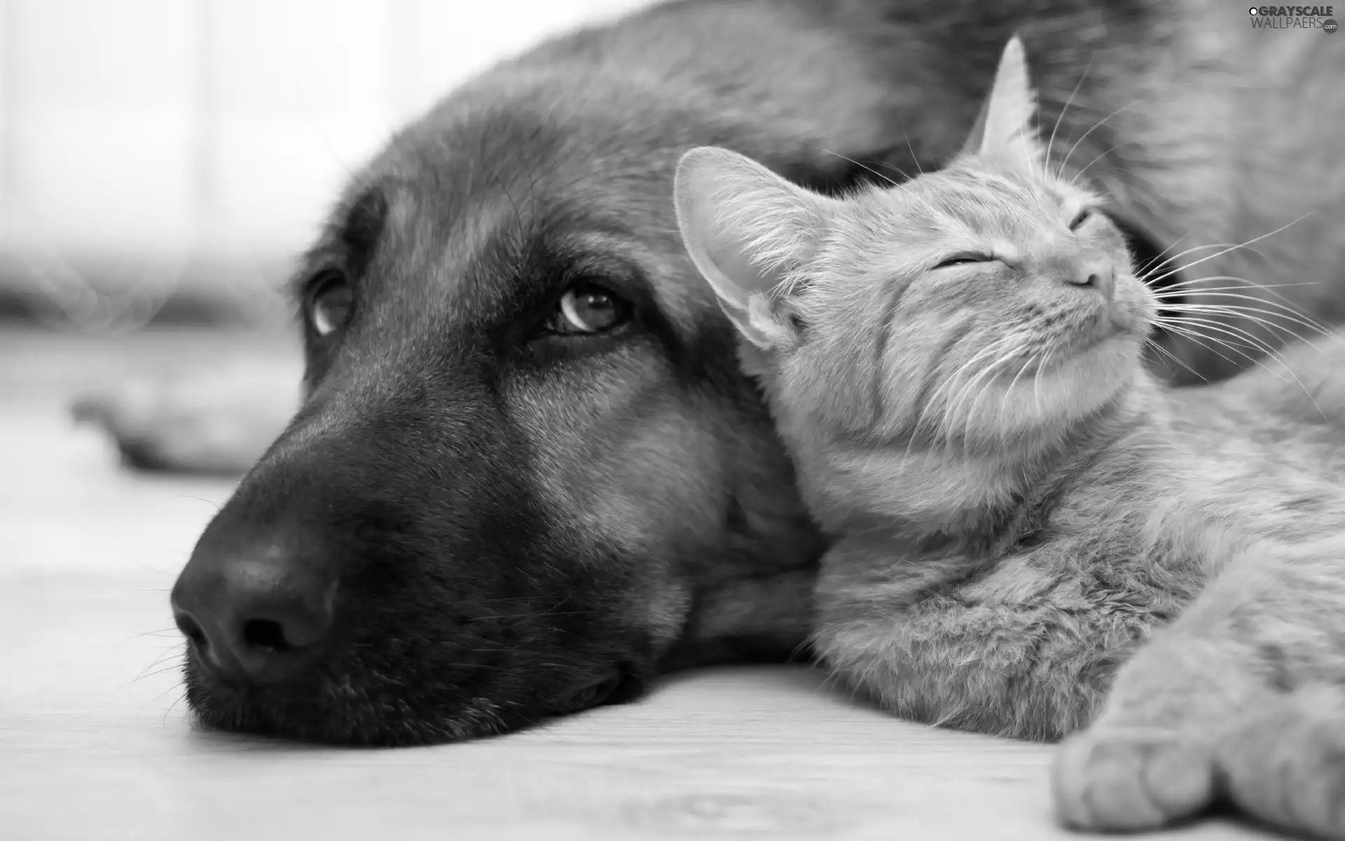 friendship, dog, cat
