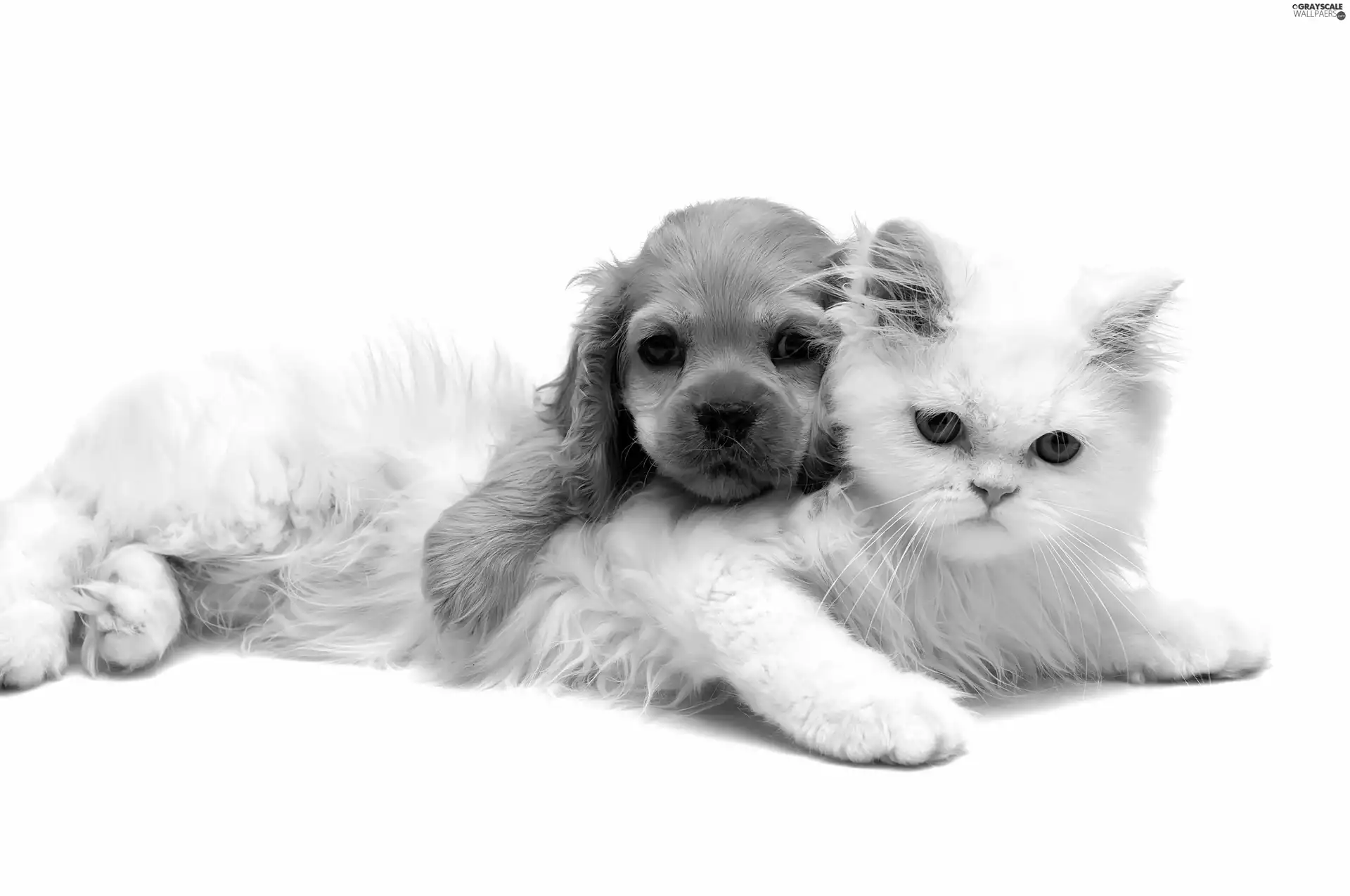 friendship, cat, dog