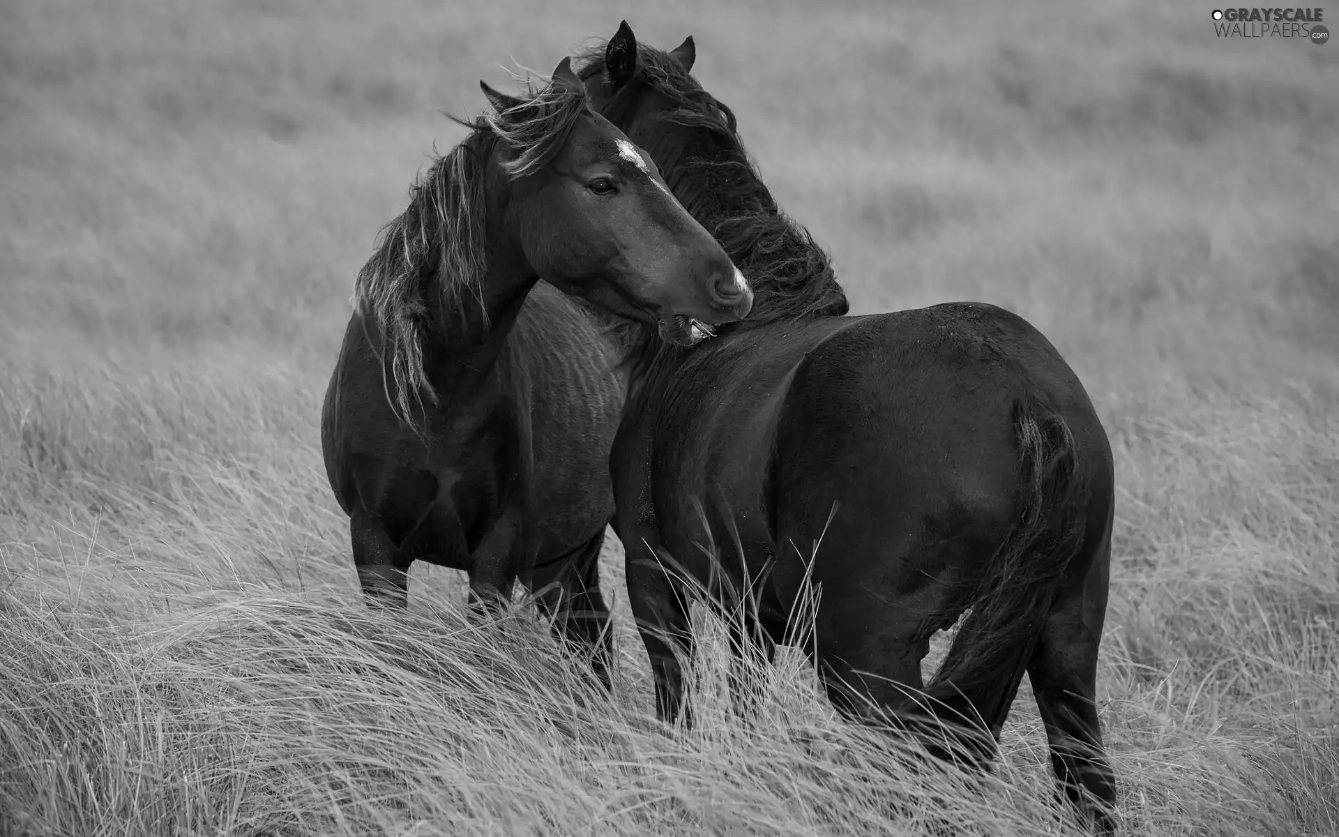 friendship, bloodstock, Meadow