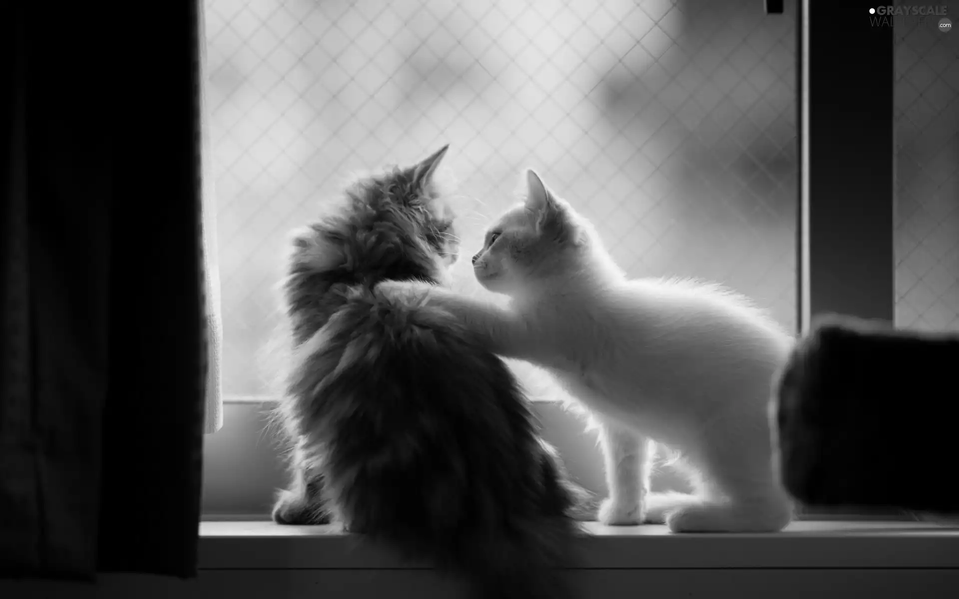 friendship, cats, Window