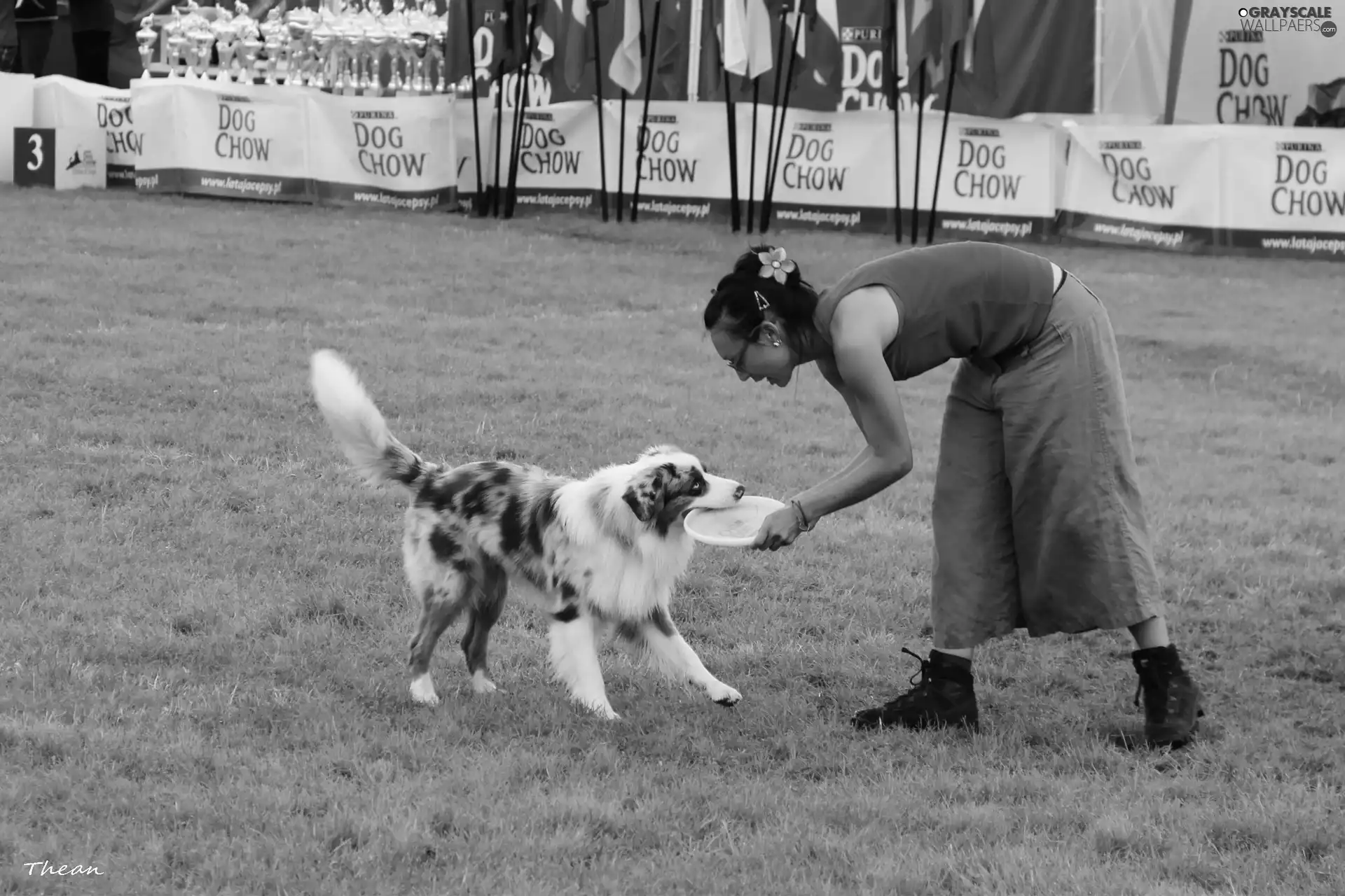 Frisbee, fetch, Border Collie, Women, dog