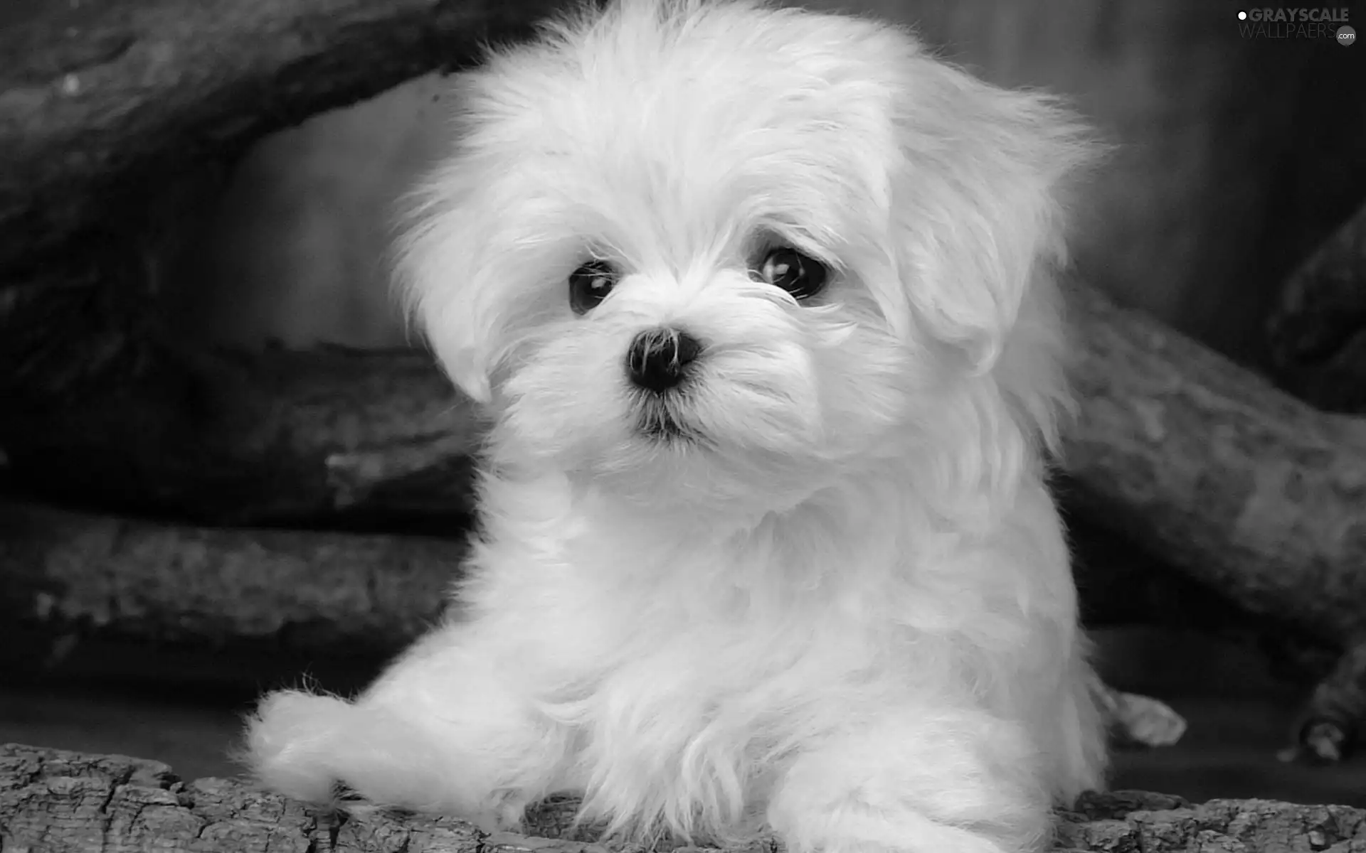 White, Bichon frise