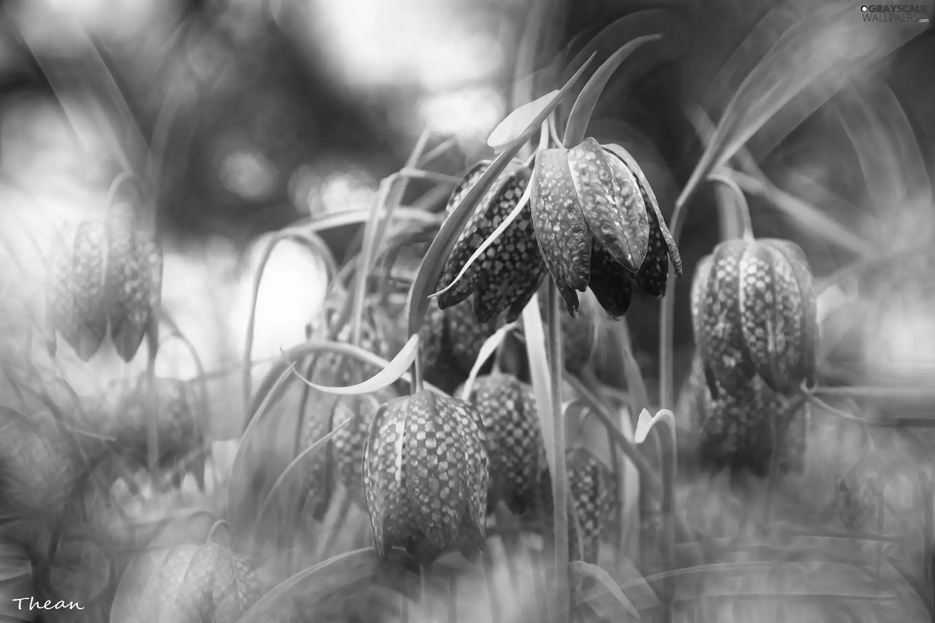 Fritillaria meleagris, Flowers