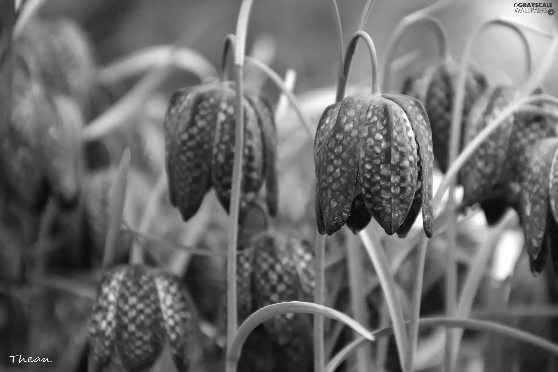 Fritillaria meleagris, Flowers