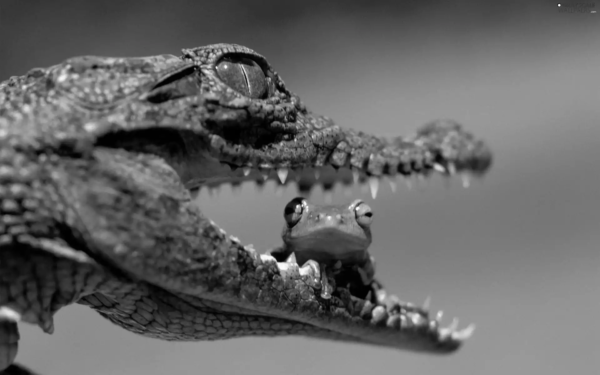 frog, mouth, Crocodile
