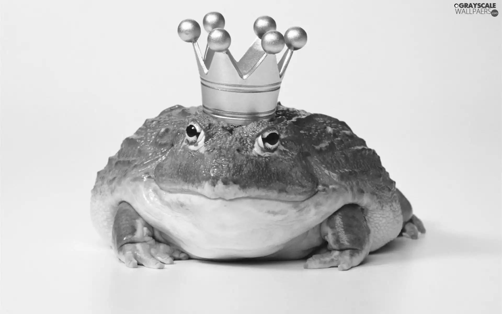 Crown, frog