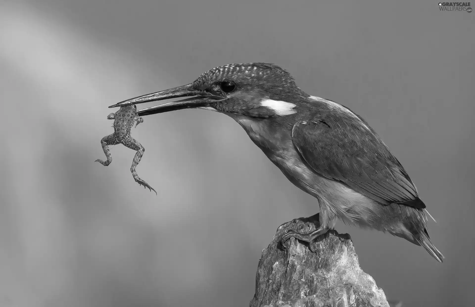 kingfisher, frog