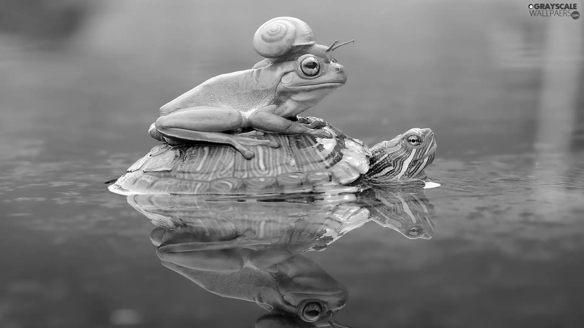 snail, turtle, strange frog