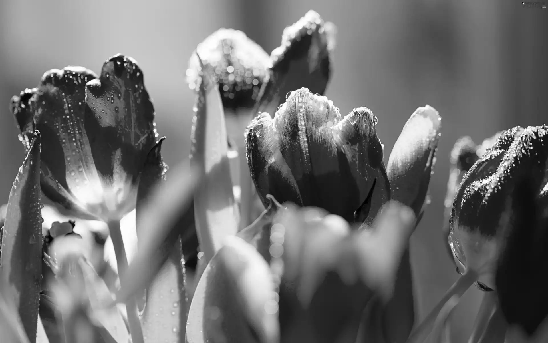 Flowers, Red, Frost, Tulips