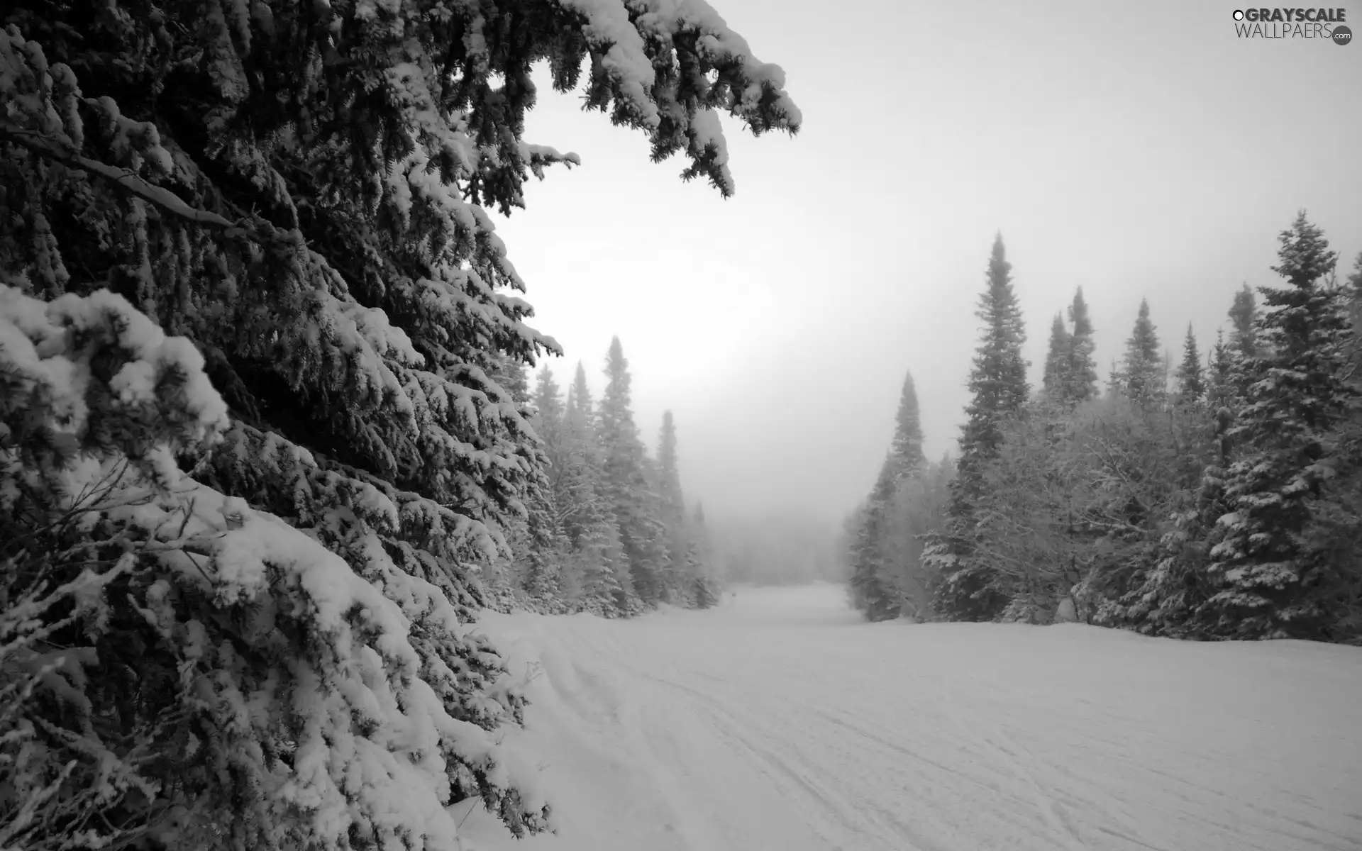 forest, drifts, Frost, snow